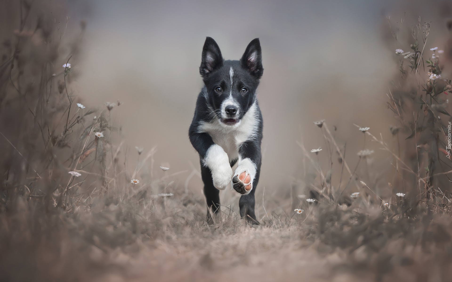 Biegnący, Szczeniak, Border collie, Trawa