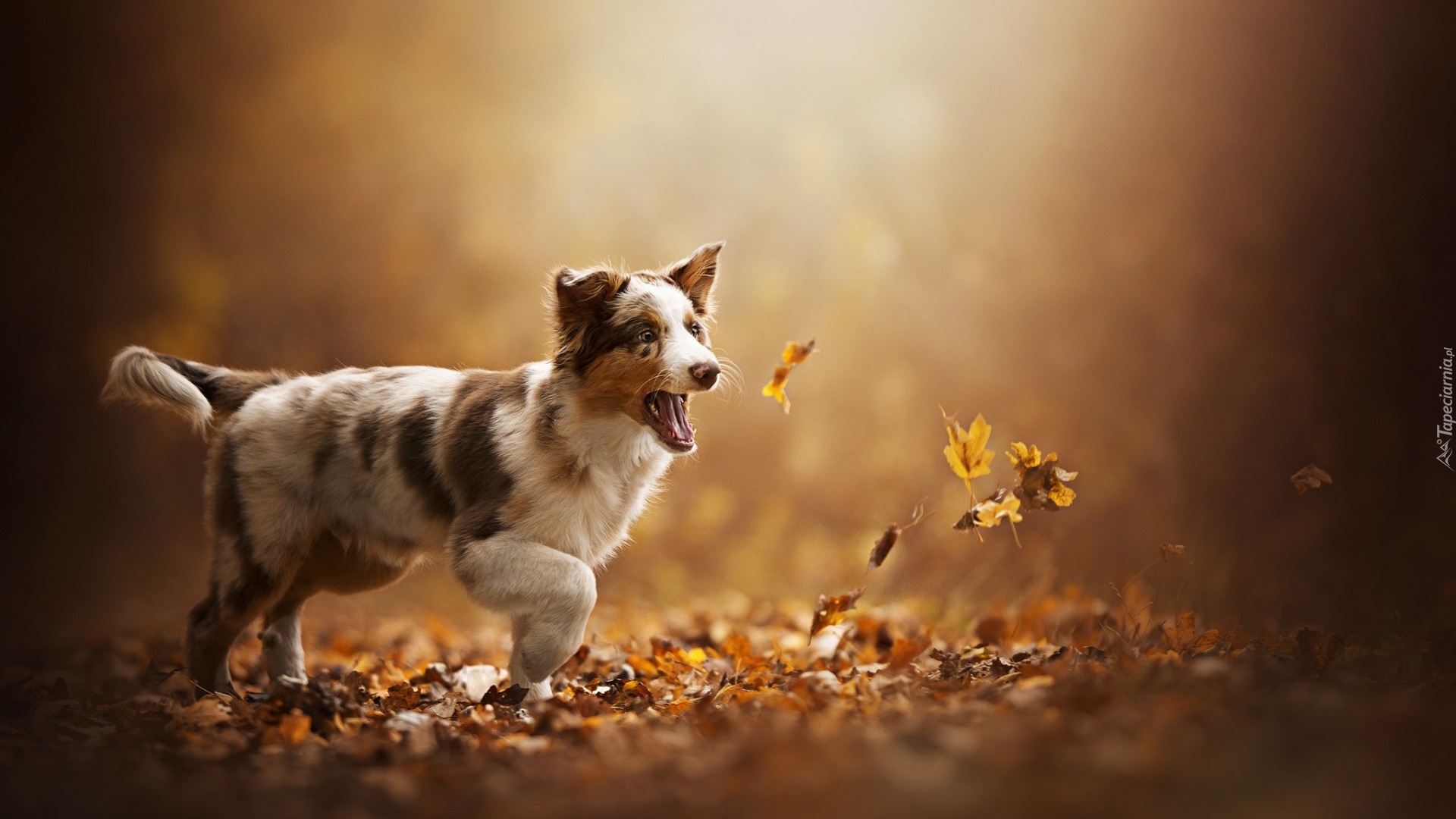 Pies, Szczeniak, Border collie, Jesień, Liście