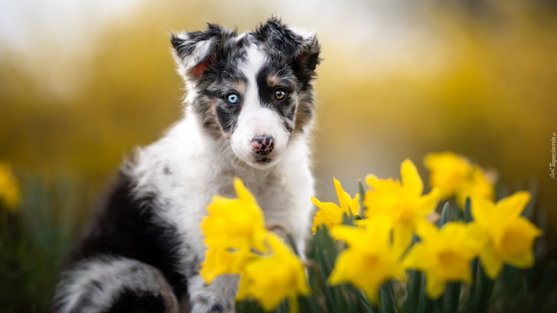 Pies, Szczeniak, Border collie, Narcyzy żonkile