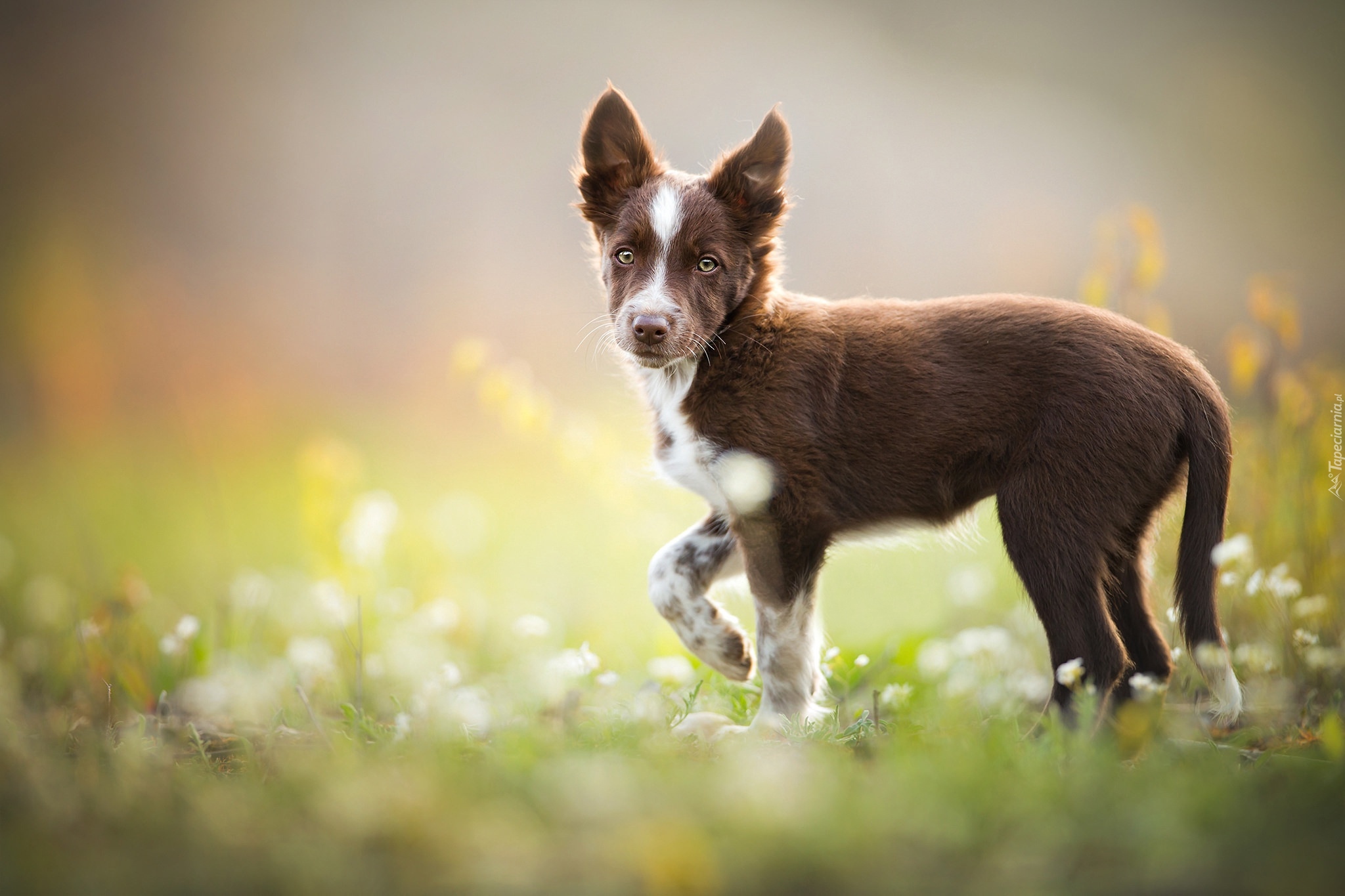 Szczeniak, Border collie, Łąka, Kwiaty