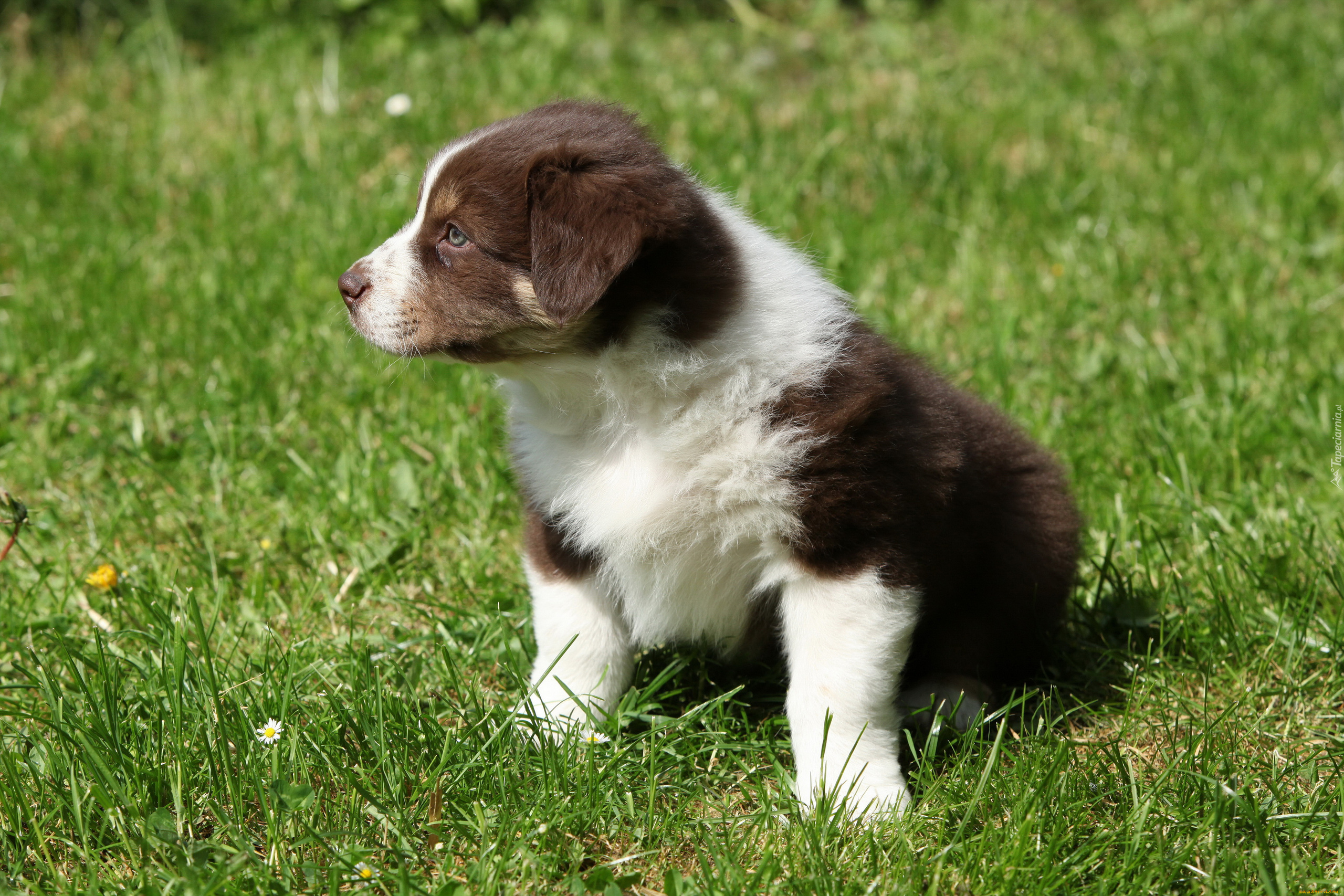 Pies, Szczeniak, Border collie, Trawa