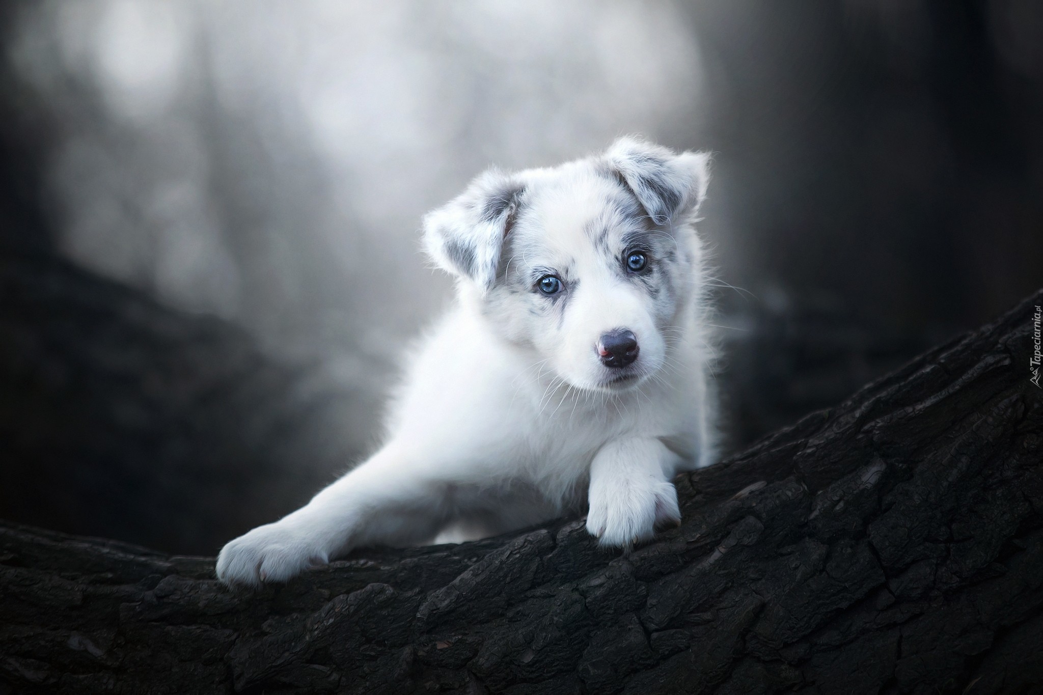 Szczeniak, Border collie, Drzewo, Kora, Rozmyte, Tło