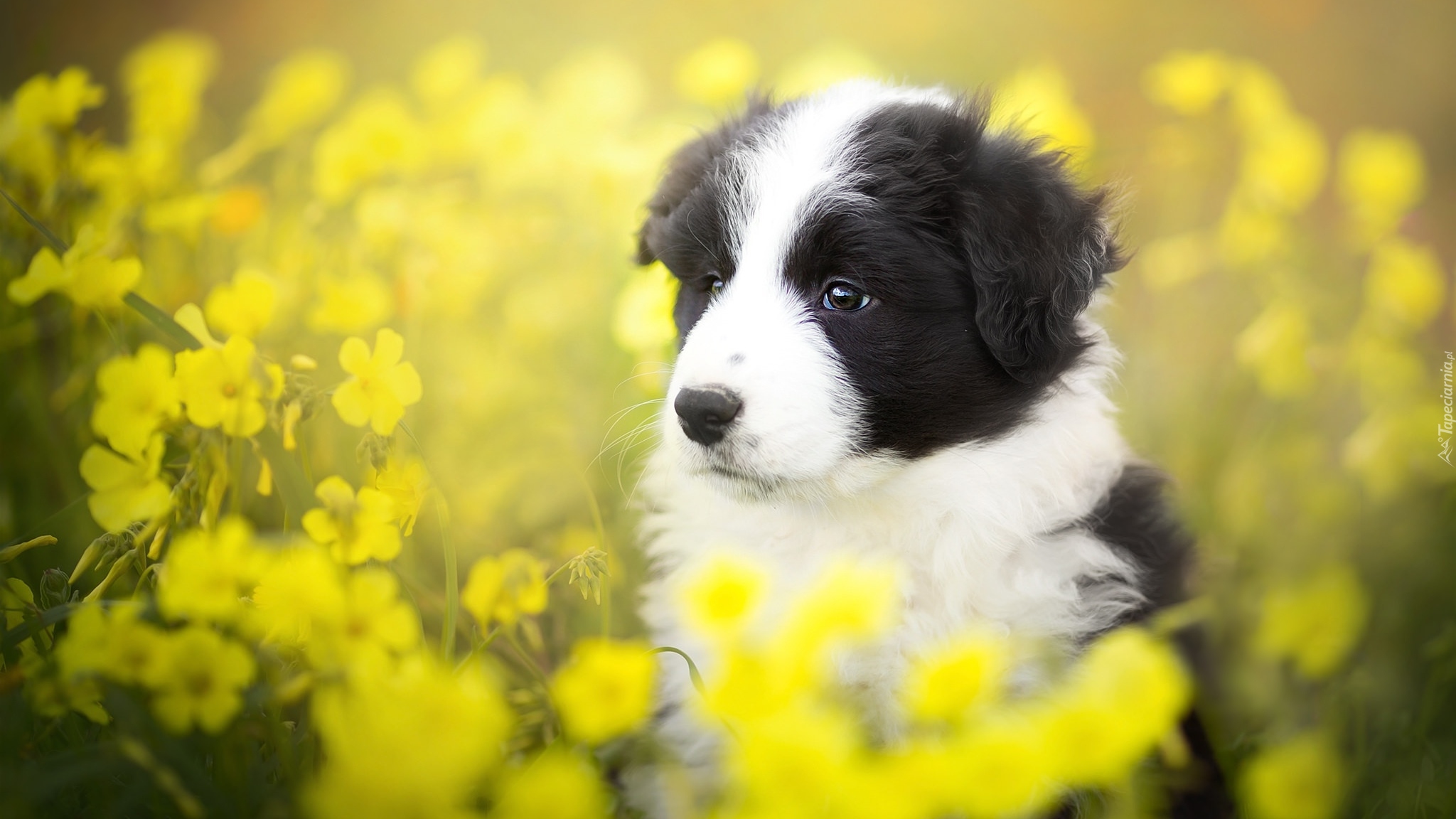 Szczeniak, Border collie, Łąka, Żółte, Kwiaty