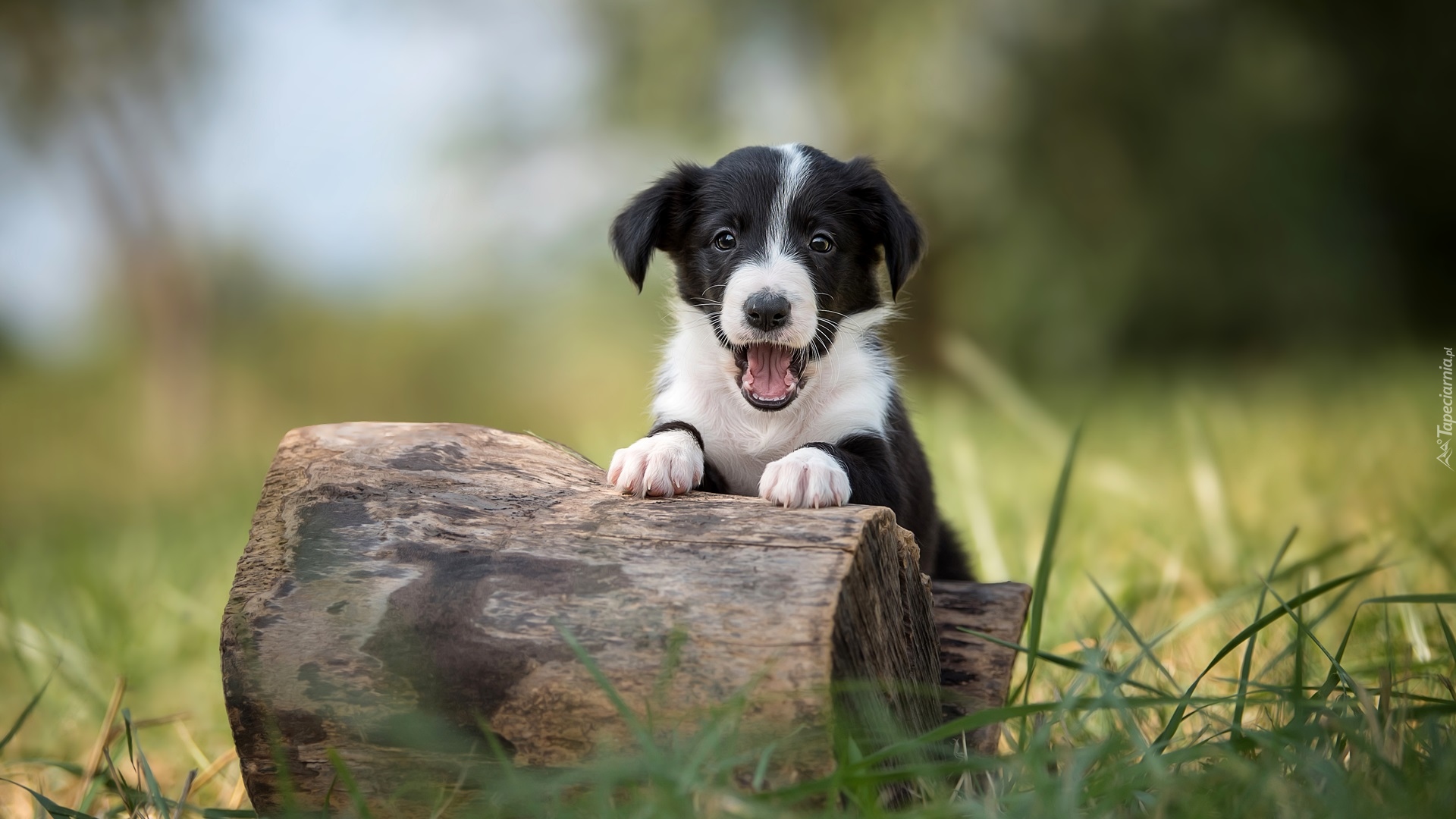 Szczeniak, Border collie, Pyszczek, Pieniek, Trawa