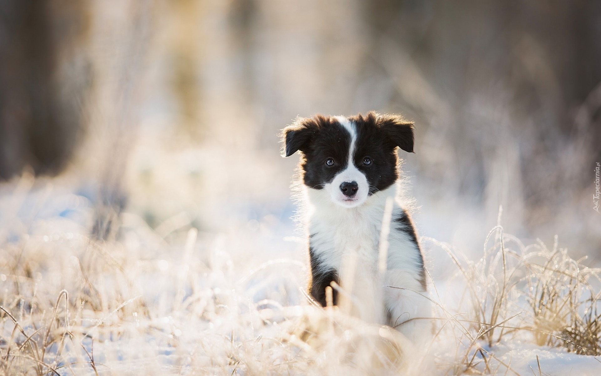 Border collie, Szczeniak, Trawa