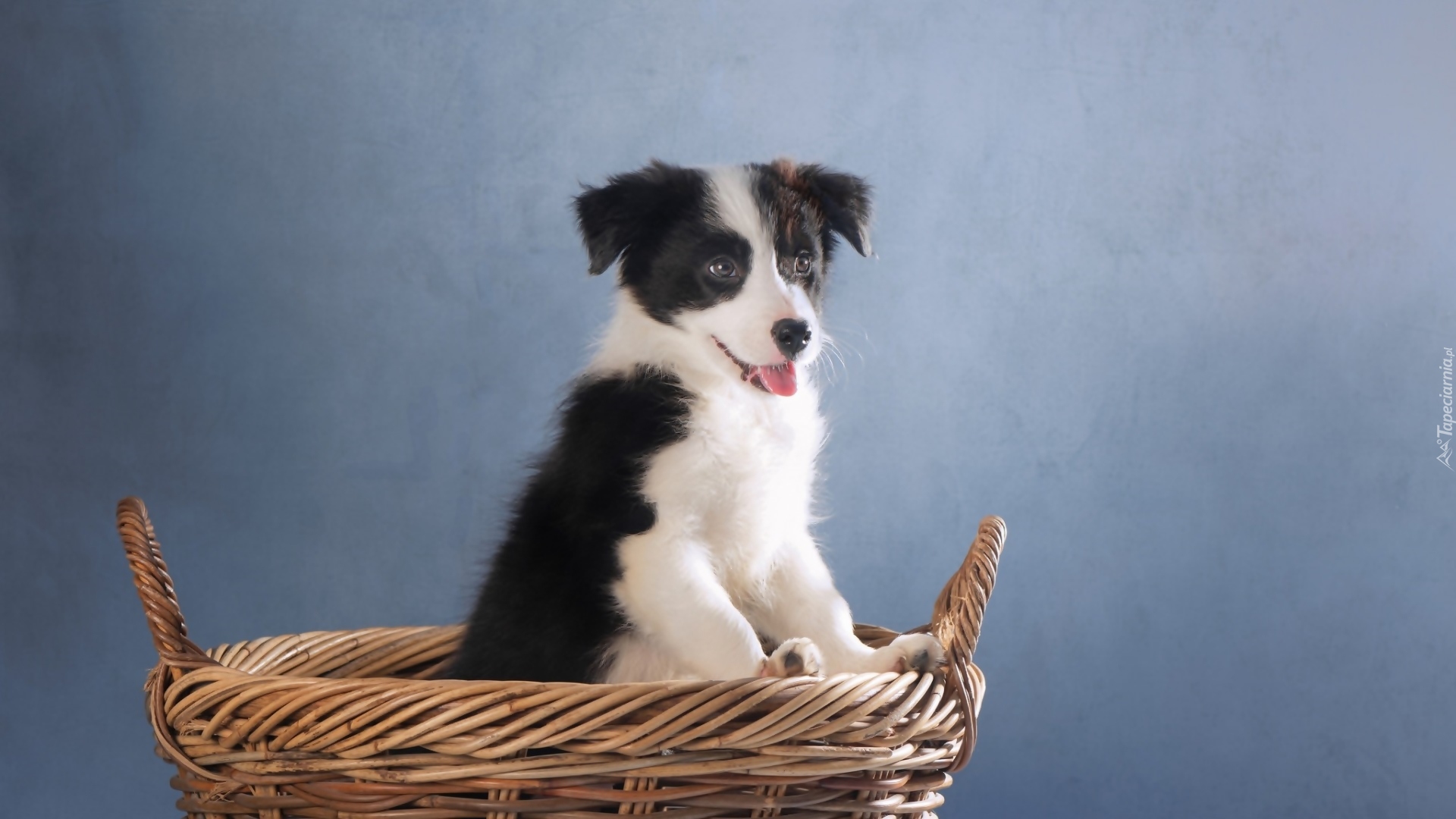 Border collie, Szczeniak, Koszyk