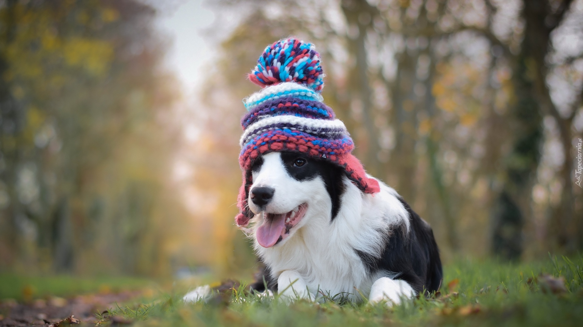 Łąka, Border collie, Szczeniak, Czapeczka