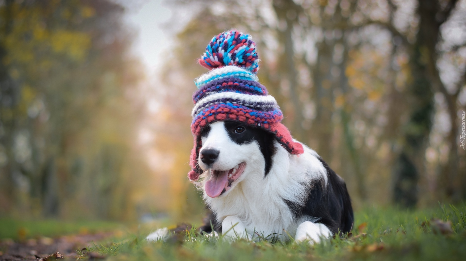 Łąka, Border collie, Szczeniak, Czapeczka