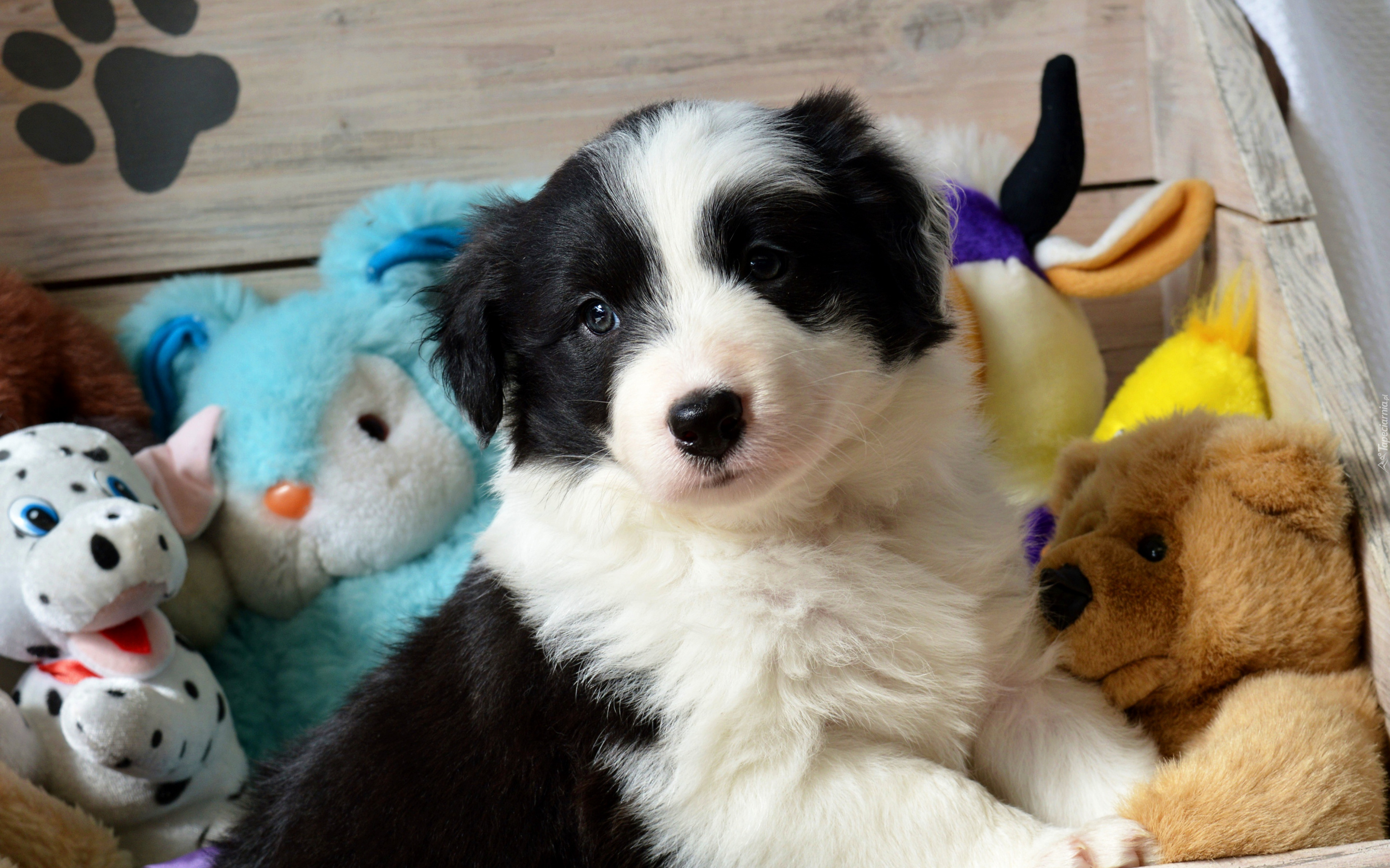 Szczeniak, Pies, Border collie, Zabawki