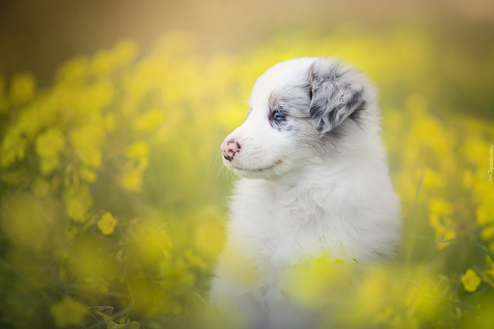 Szczeniak, Border collie, Łąka, Kwiaty