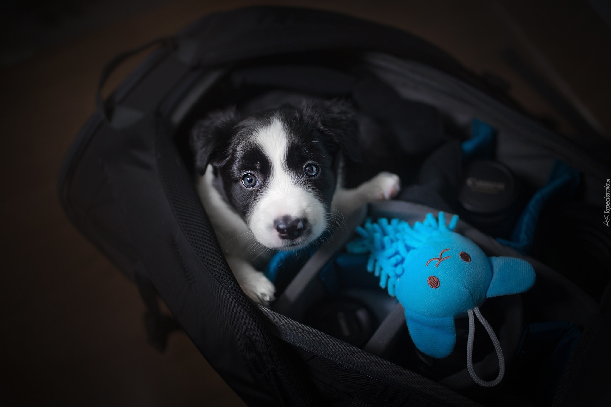 Torba, Pies, Szczeniak, Border collie, Niebieska, Zabawka