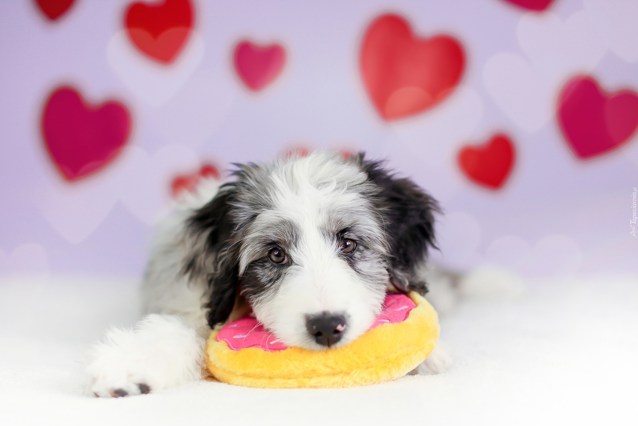 Pies, Szczeniak, Border collie, Zabawka