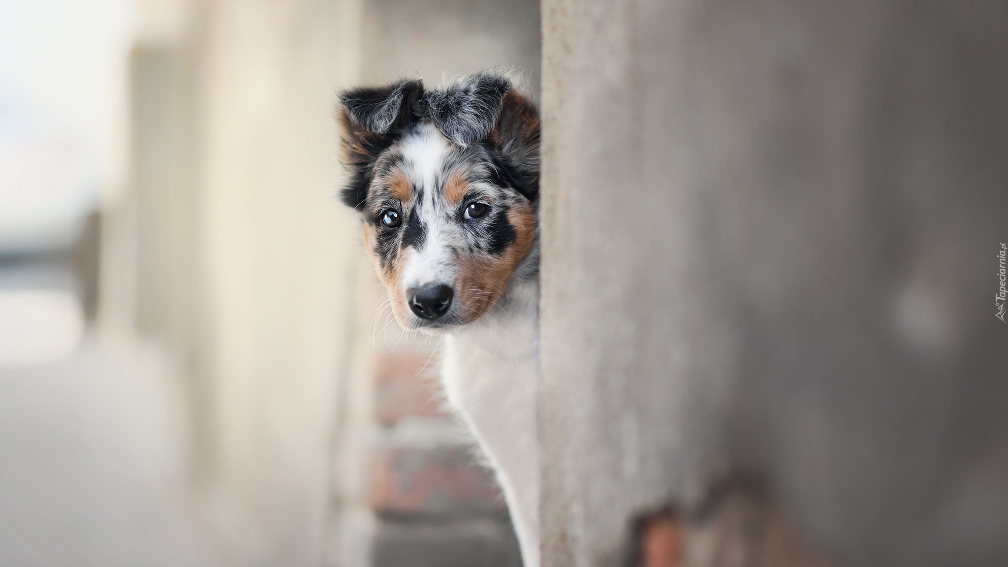 Szczeniak, Border collie, Mordka, Ściana