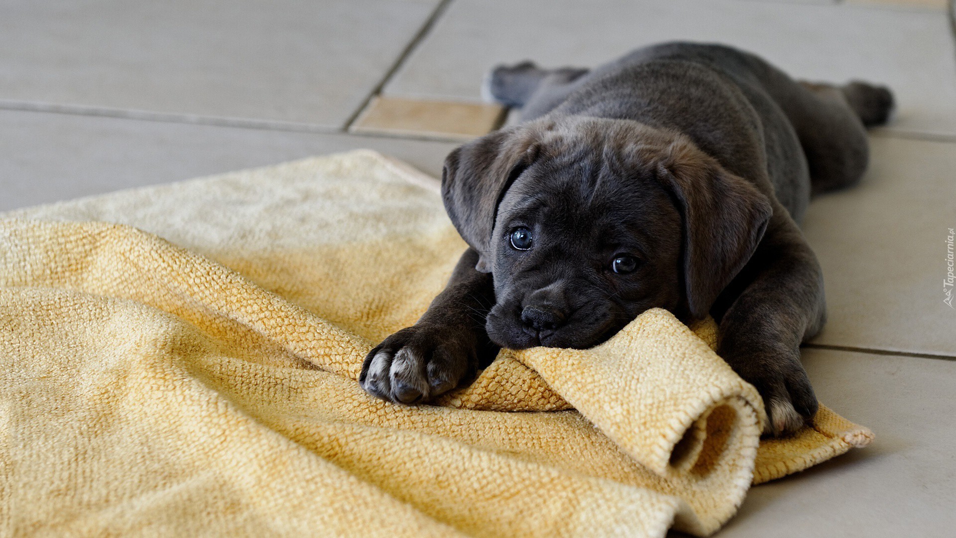 Szczeniak, Cane Corso, Kocyk