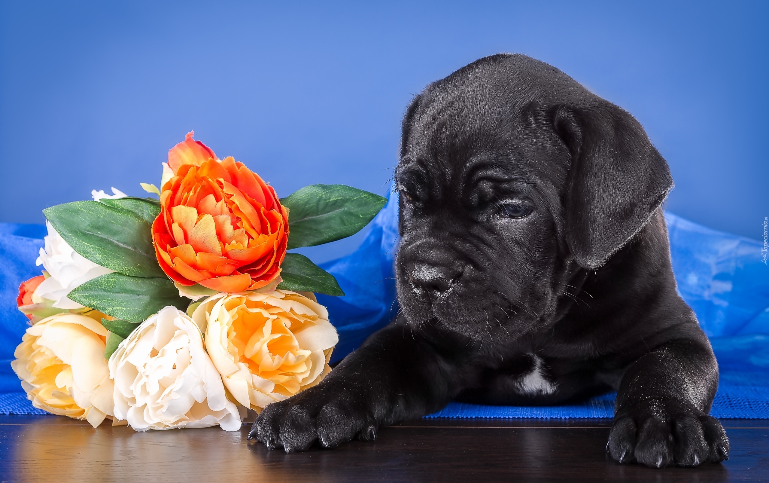 Szczeniak, Cane Corso, Kwiaty