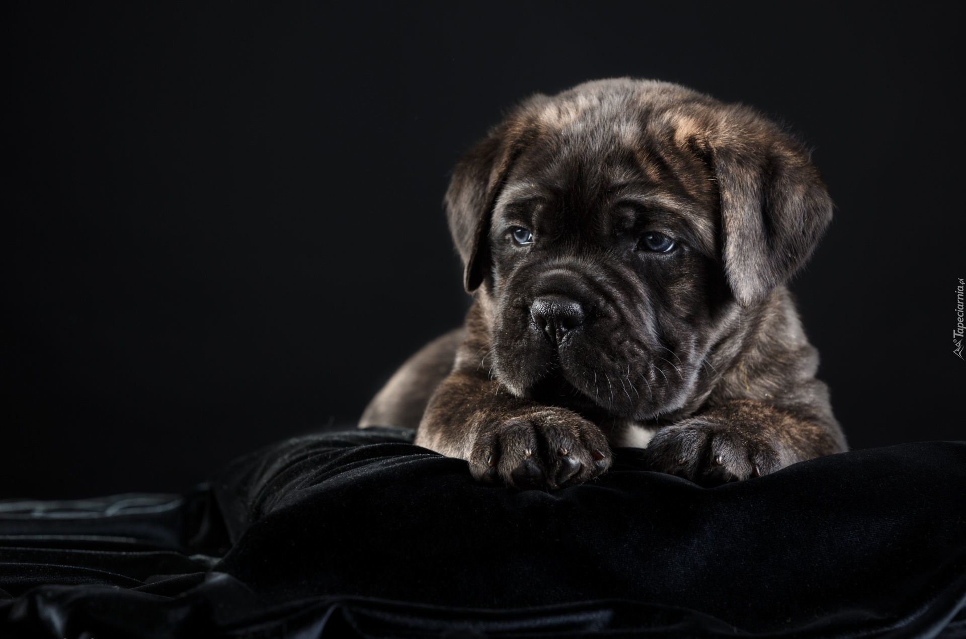 Młody, Szczeniak, Cane corso