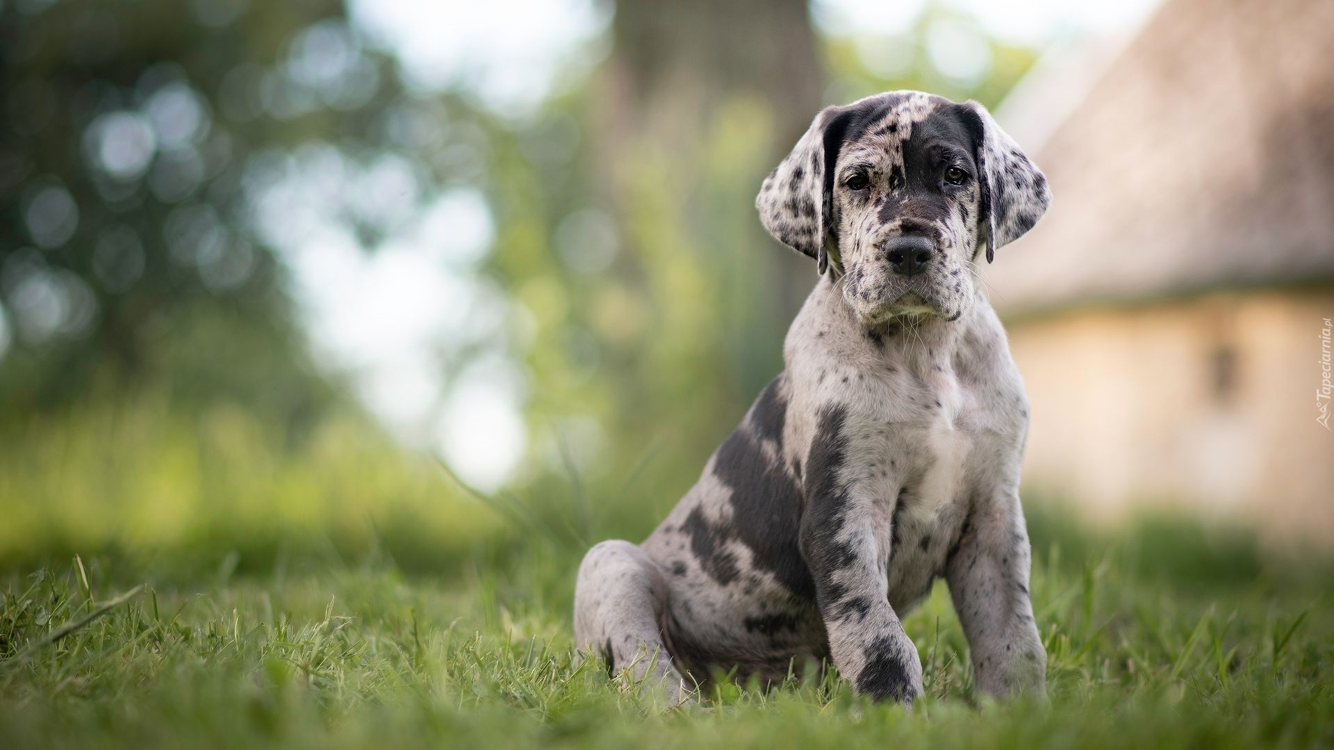 Pies, Szczeniak, Catahoula leopard dog, Łatki, Trawa