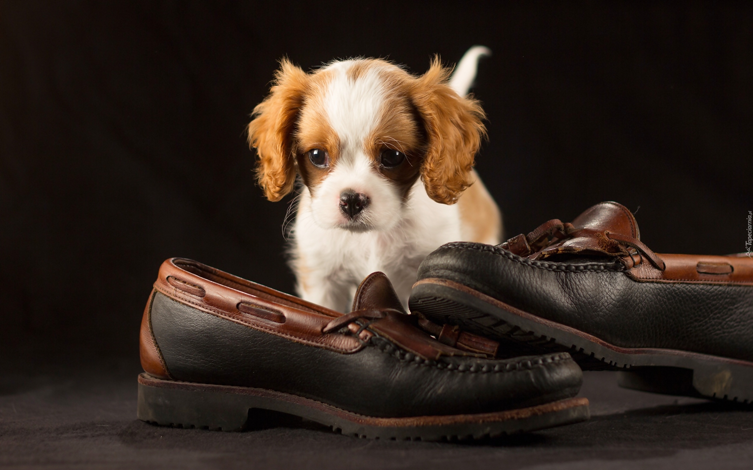 Szczeniak, Cavalier king charles spaniel, Buty