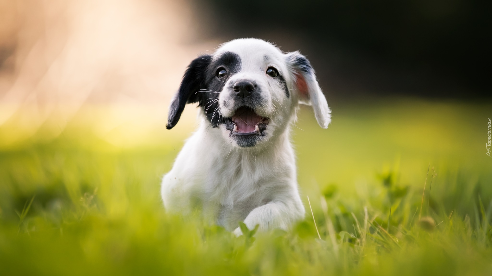 Szczeniak, Cocker spaniel angielski, Rozmyte, Tło