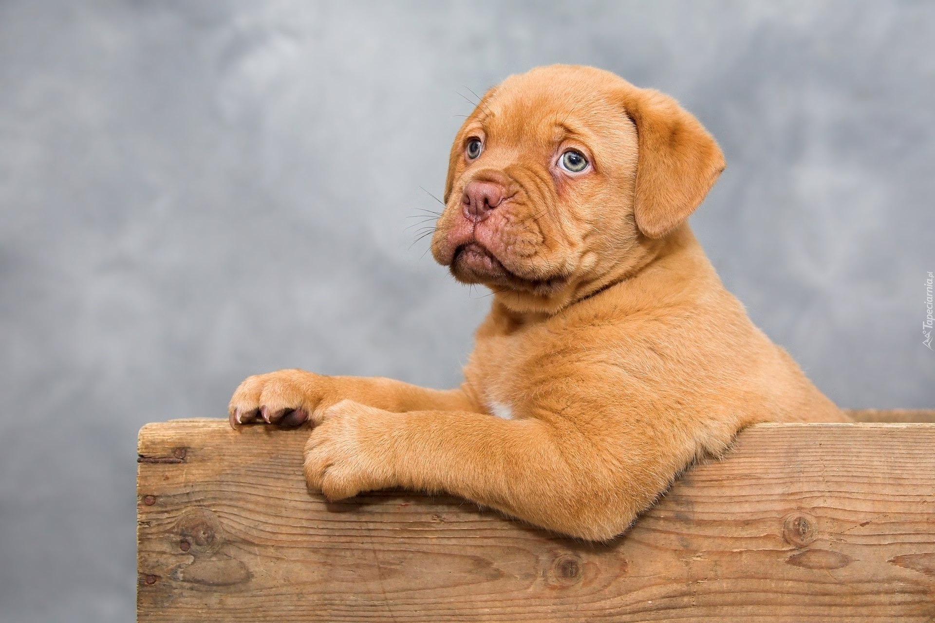 Pies, Szczeniak, Dog de Bordeaux