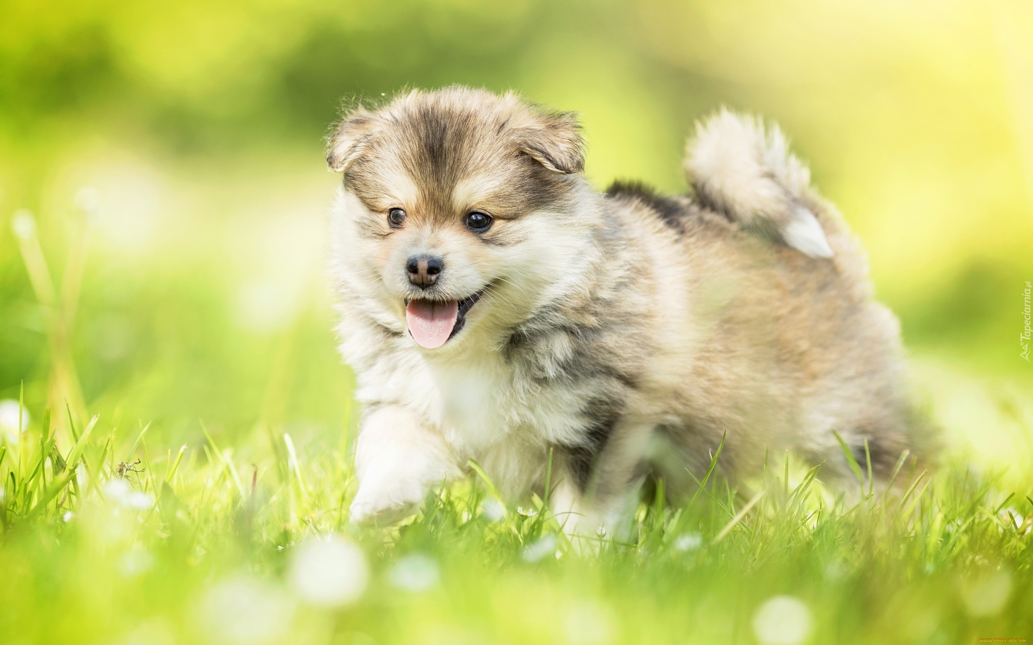 Szczeniak,  Fiński lapphund, Trawa