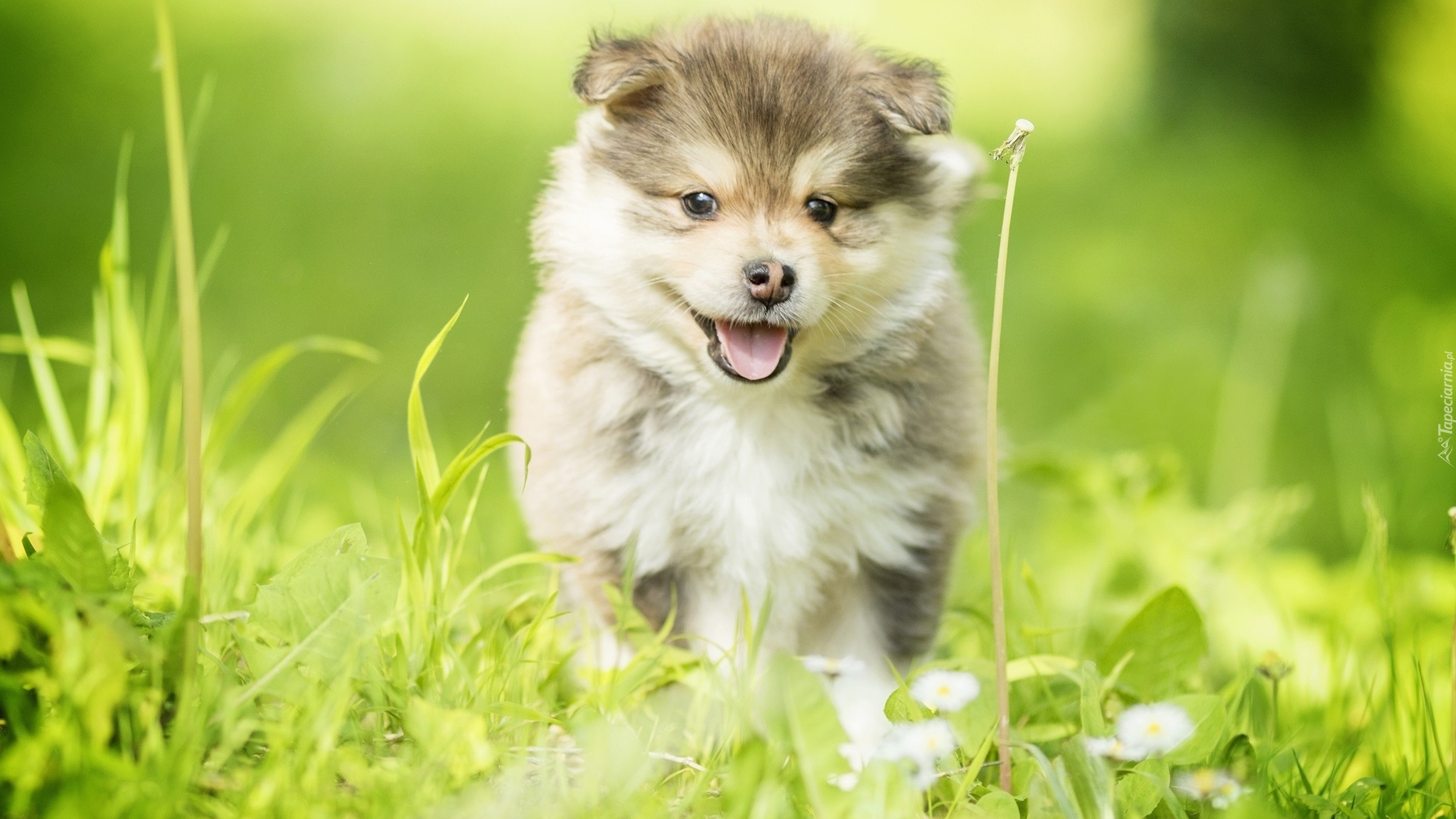 Szczeniak, Fiński lapphund, Trawa