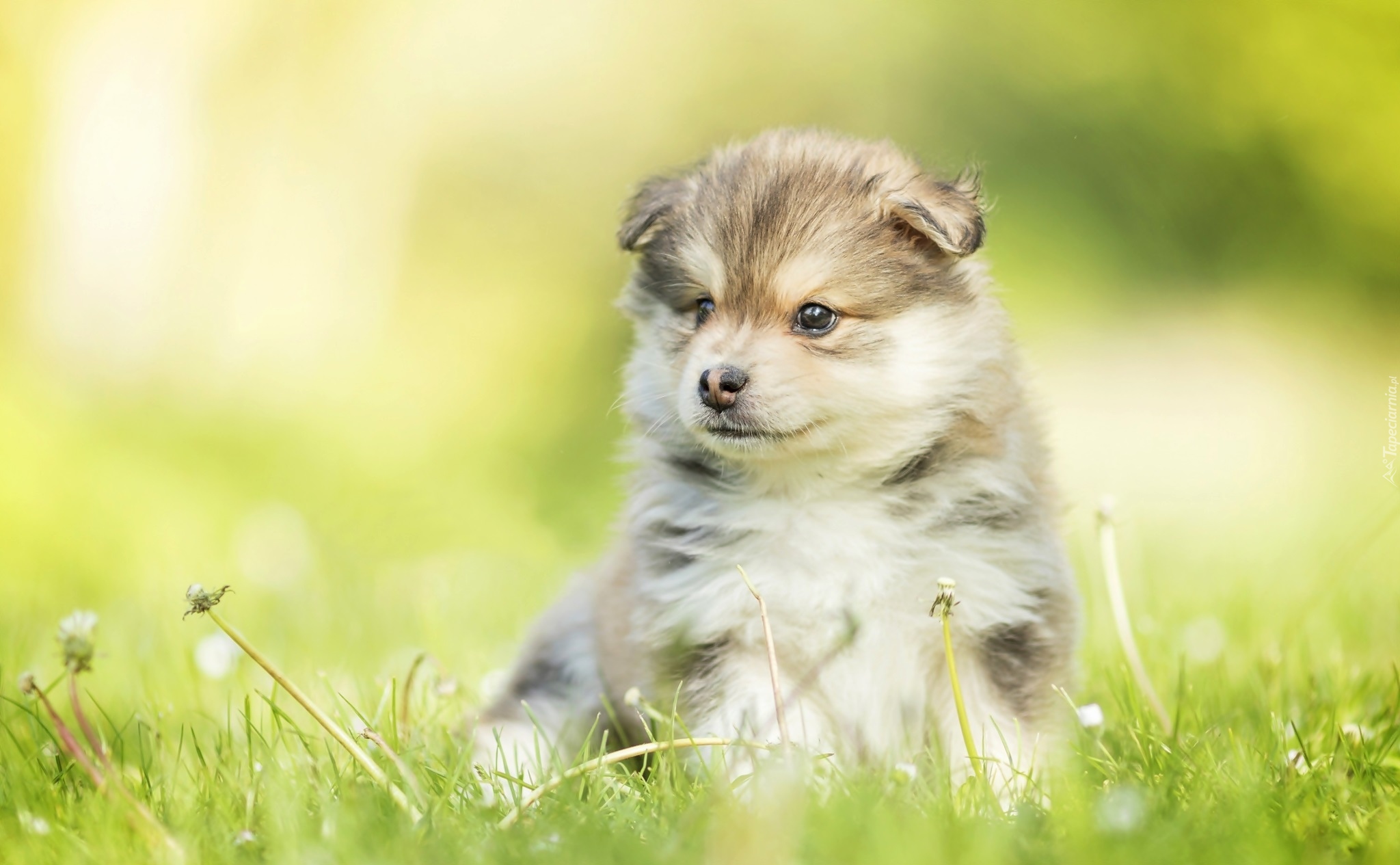 Szczeniak, Fiński lapphund, Trawa, Rozmyte tło