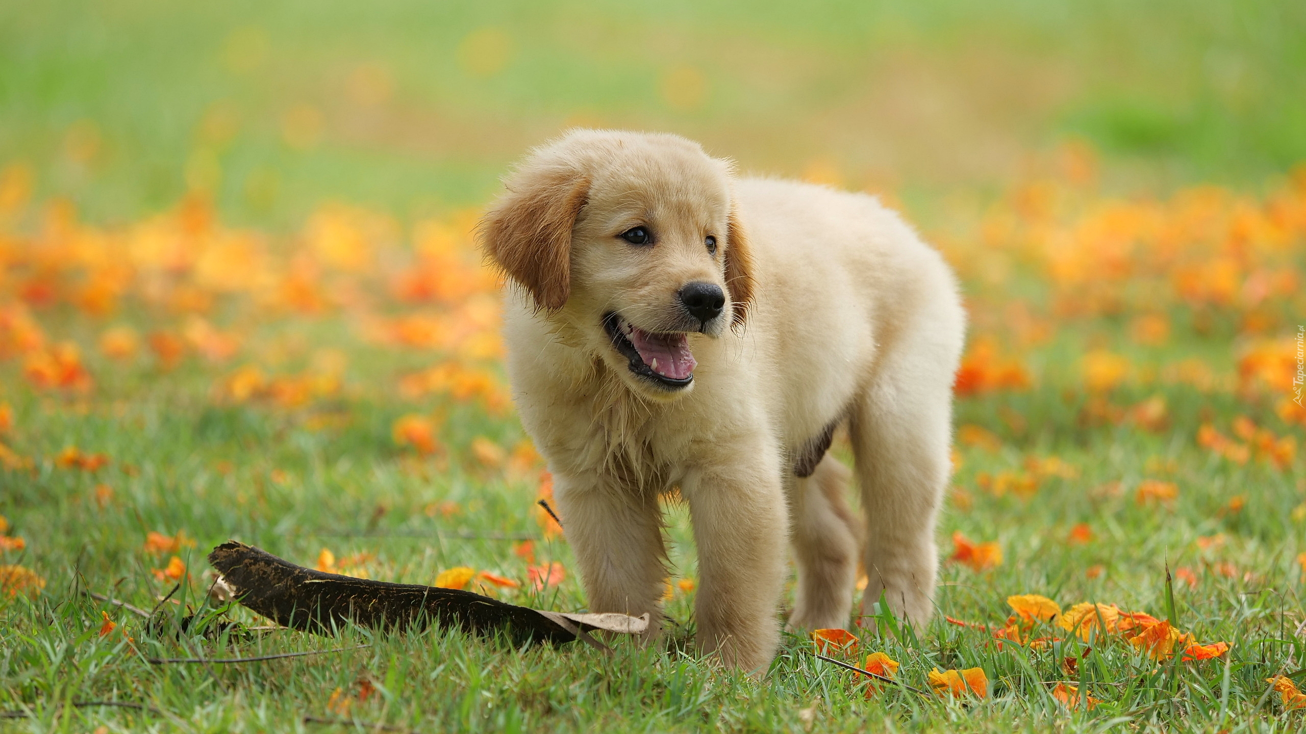 Pies, Szczeniak, Golden retriever, Łąka, Liście