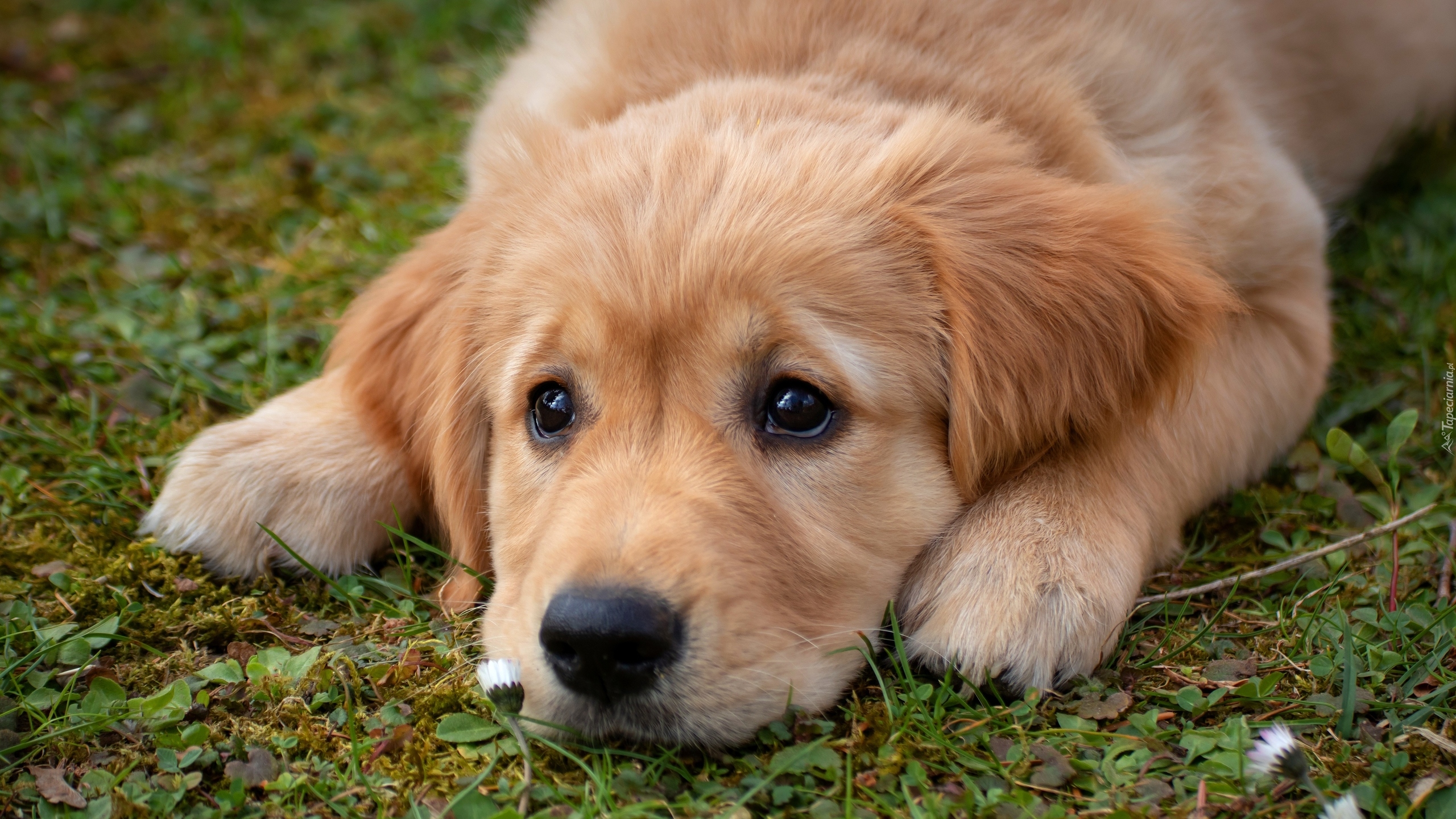 Pies, Golden retriever, Szczeniak, Trawa