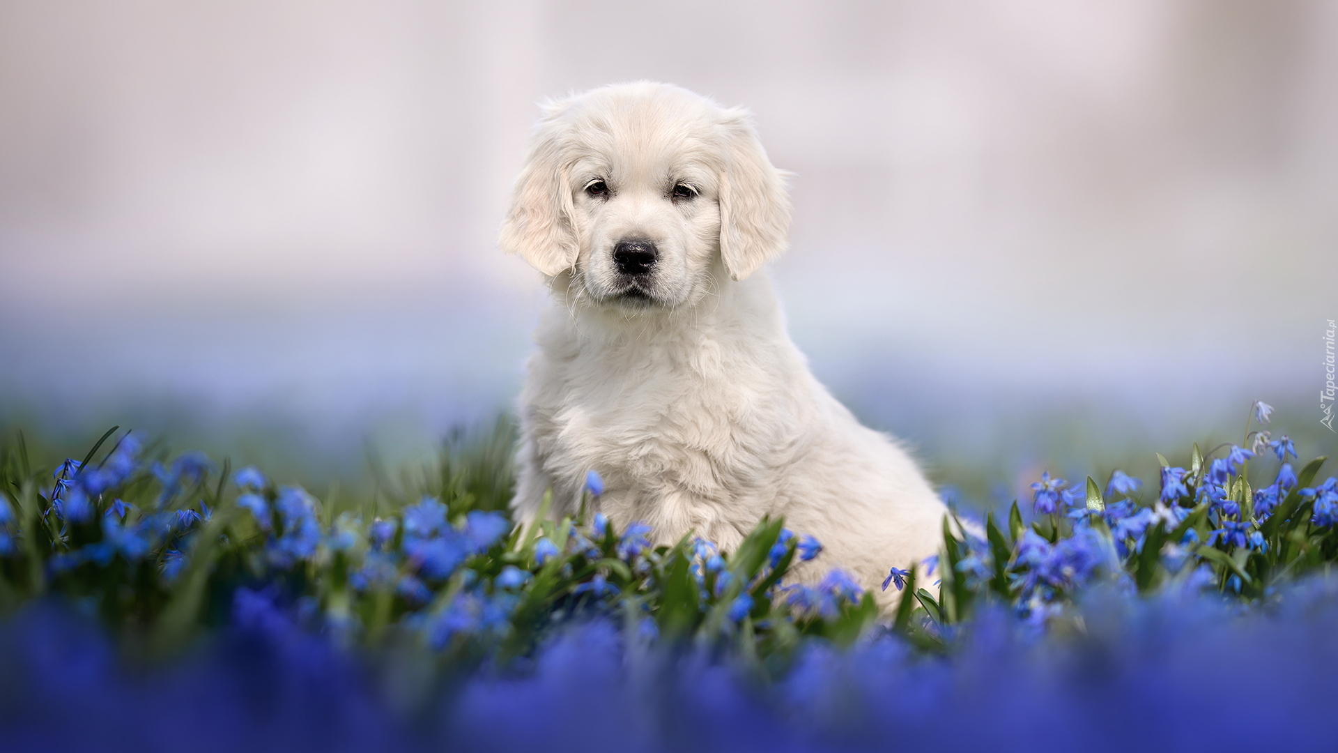 Pies, Szczeniak, Golden retriever, Niebieskie, Kwiaty