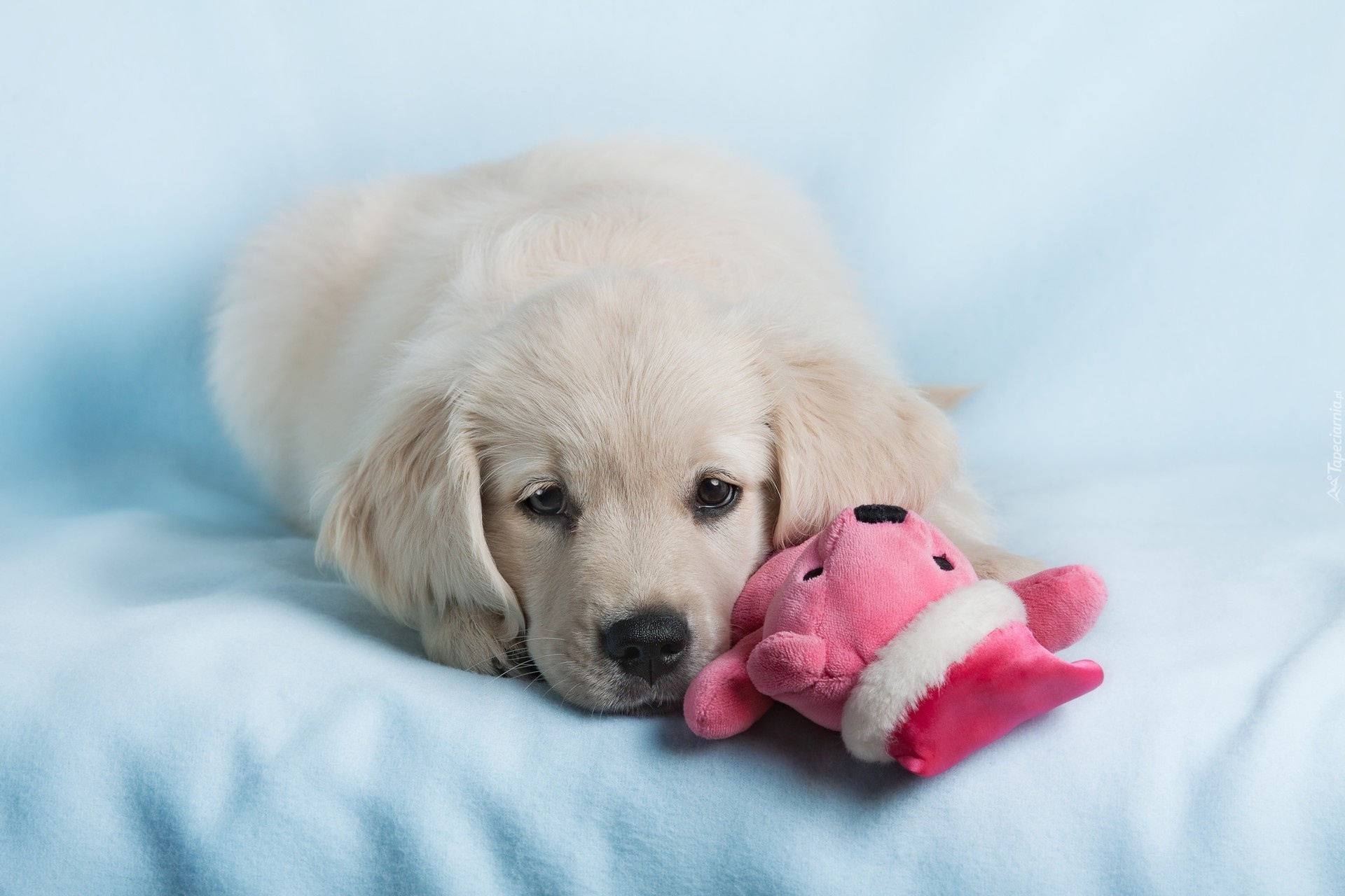 Biały, Pies, Szczeniak, Golden retriever, Maskotka