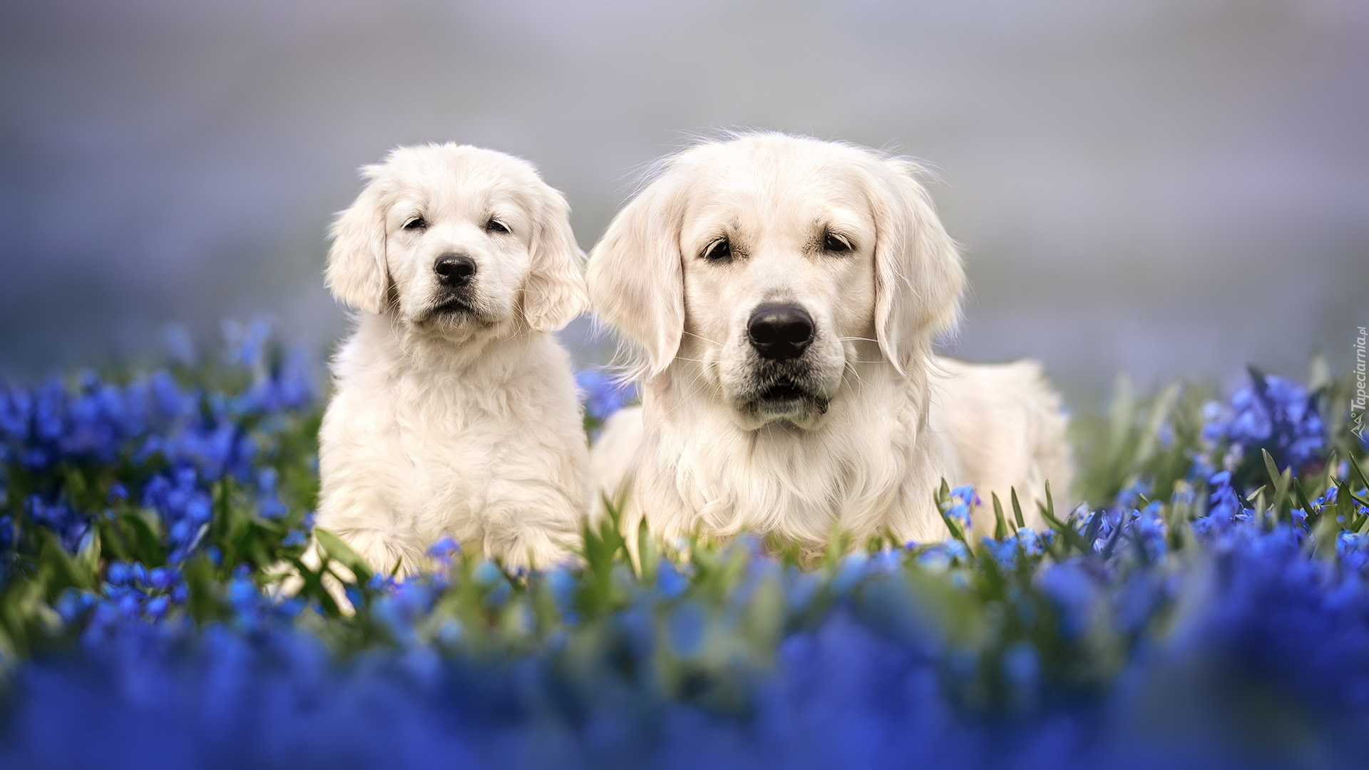 Szczeniak Golden Retriever Z Matk W r d Niebieskich Kwiat w