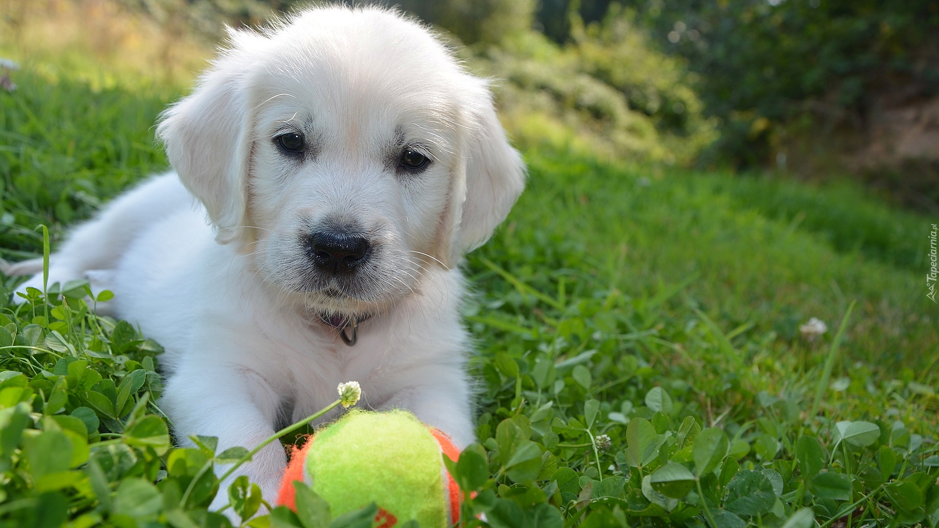 Biały, Szczeniak, Golden retriever, Piłeczka, Trawa