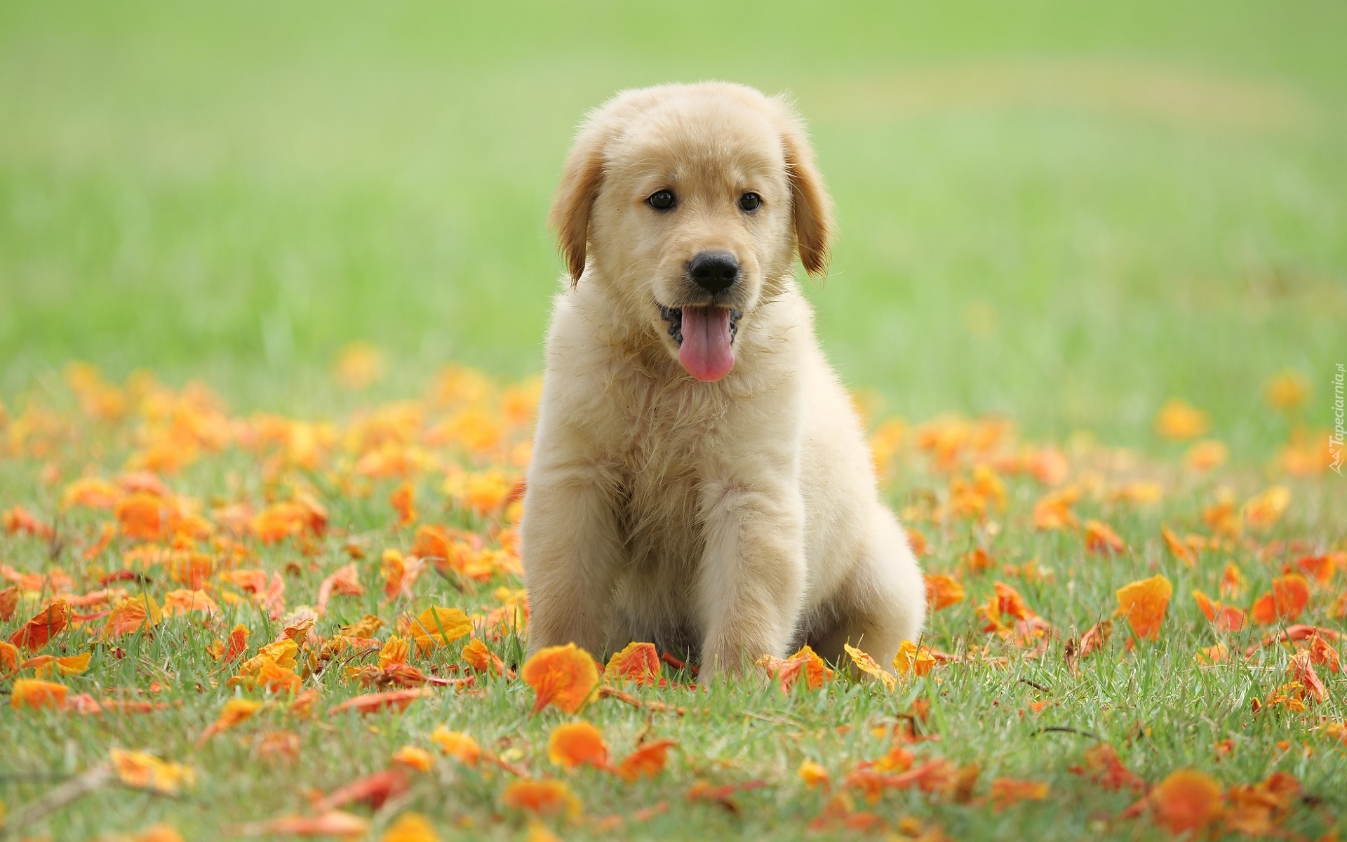 Szczeniak, Golden retriever, Jęzor, Łąka, Liście