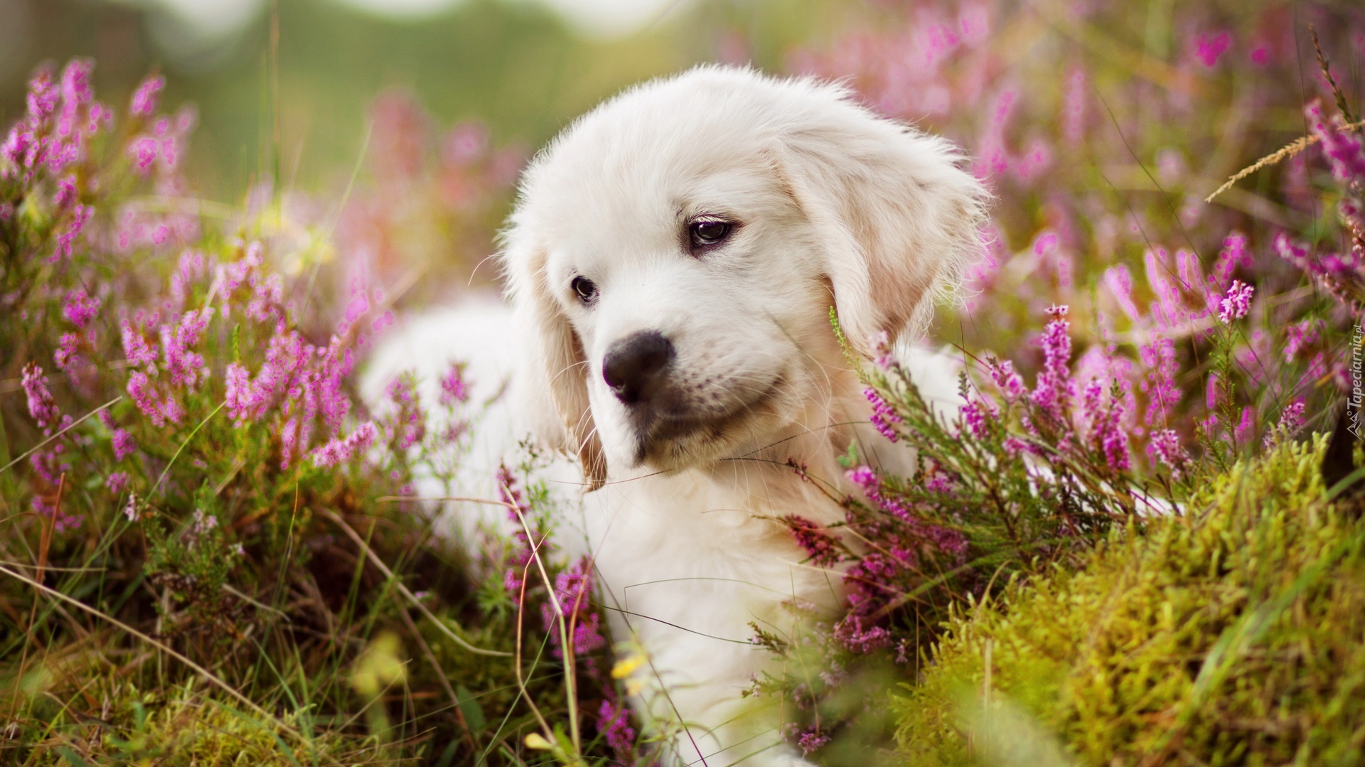 Szczeniak, Golden retriever, Wrzos