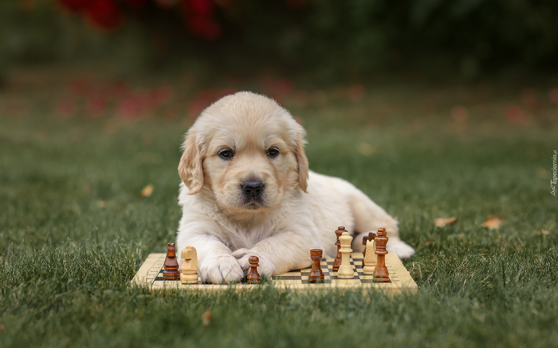 Pies, Golden retriever, Szczeniak, Szachy