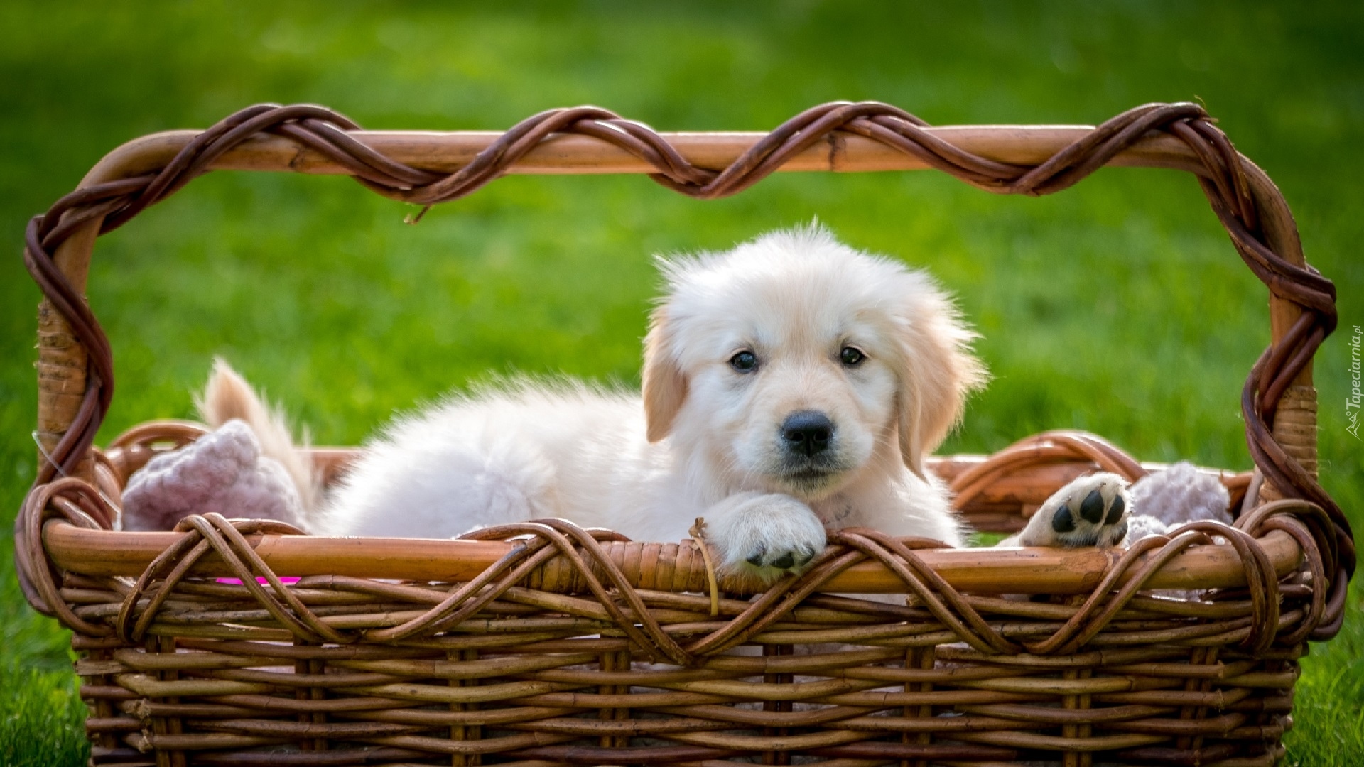 Szczeniak, Golden retriever, Koszyk