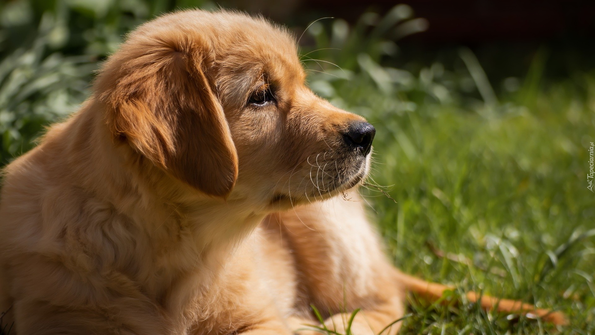 Pies, Szczeniak, Golden retriever, Profil