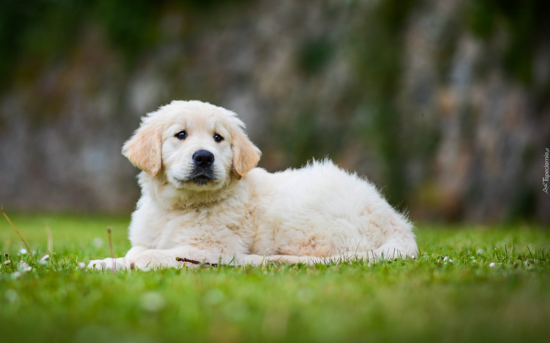 Golden retriever, Szczeniak