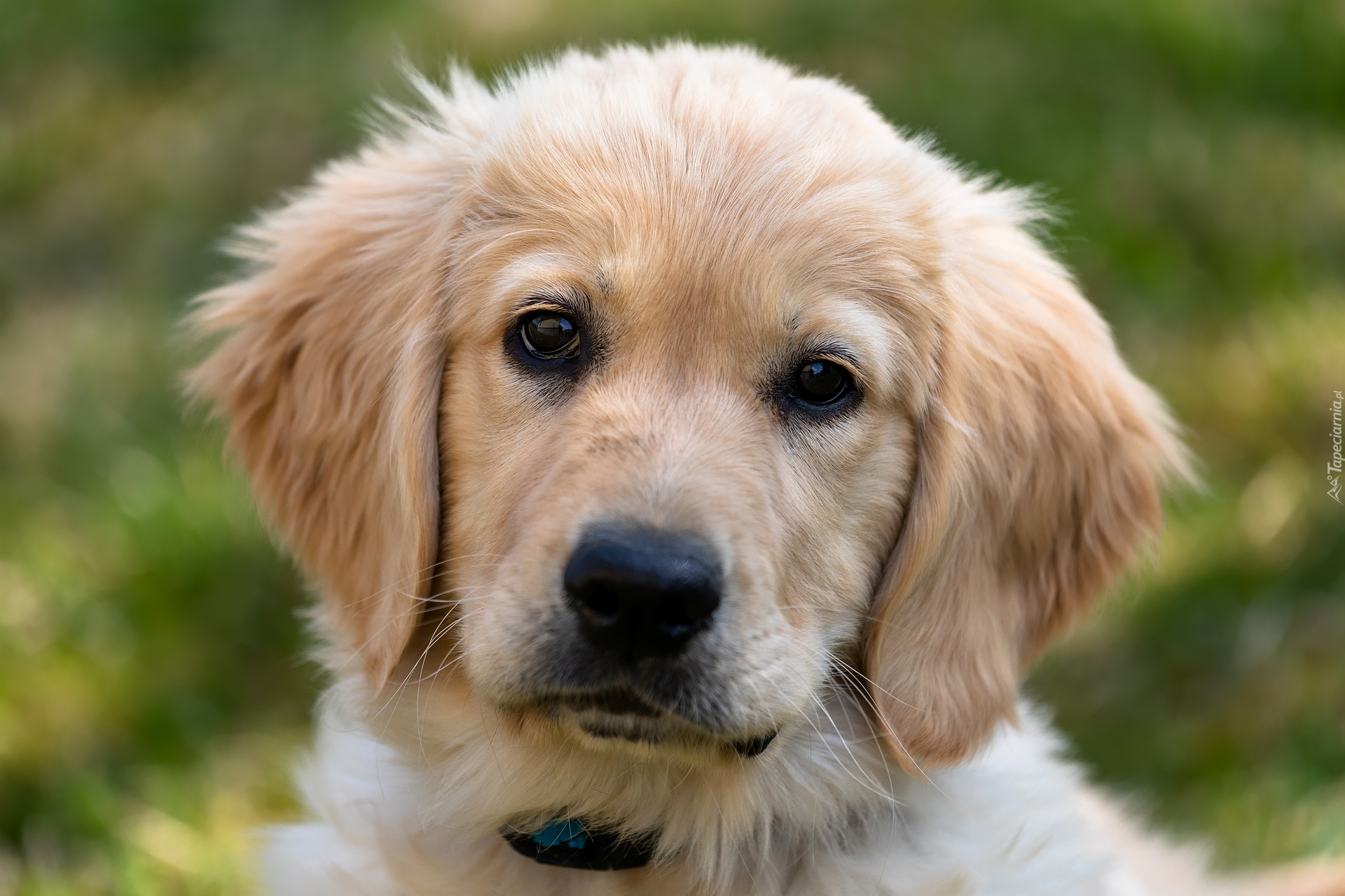 Pies, Szczeniak, Golden retriever