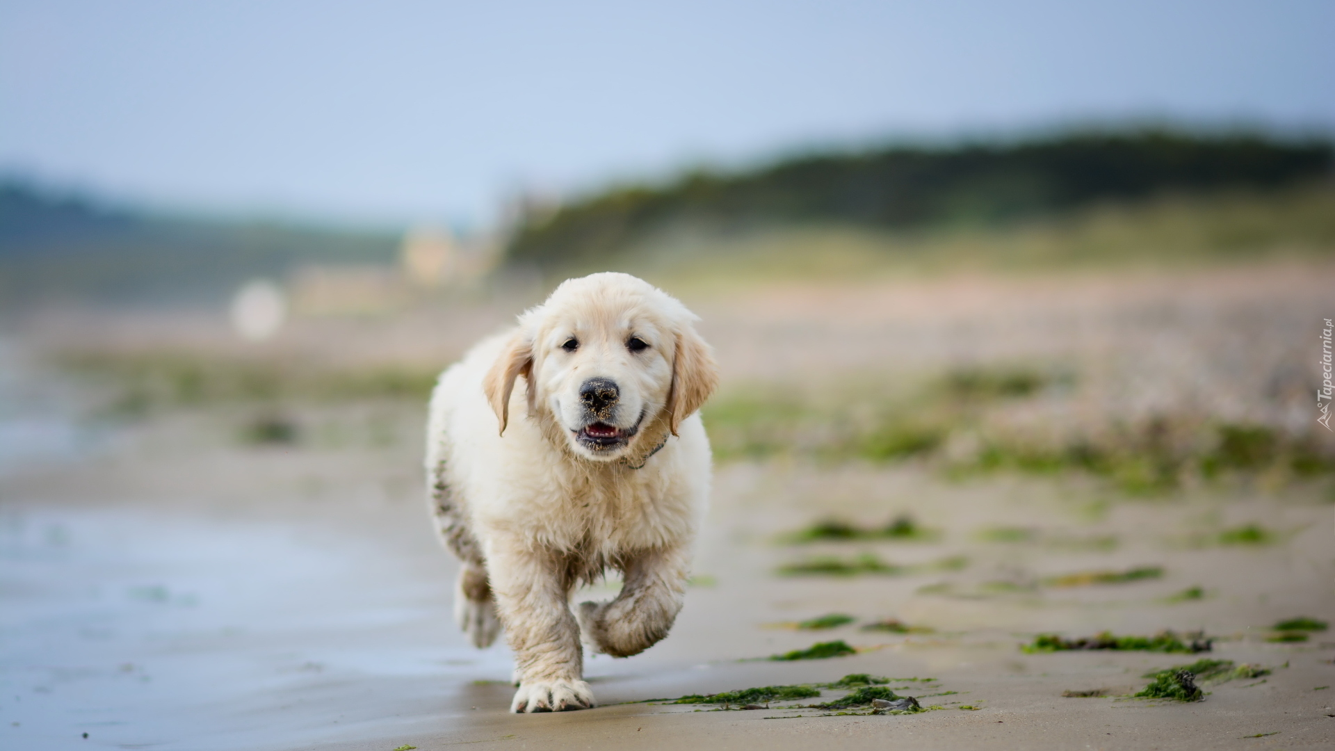 Szczeniak, Golden retriever, Plaża, Woda