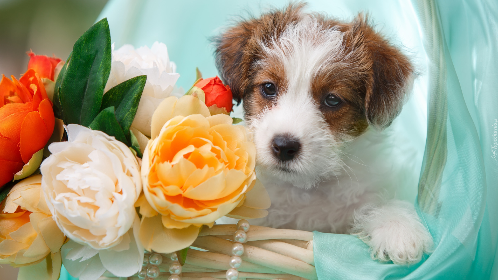 Pies, Jack Russell terrier, Szczeniak, Kwiaty