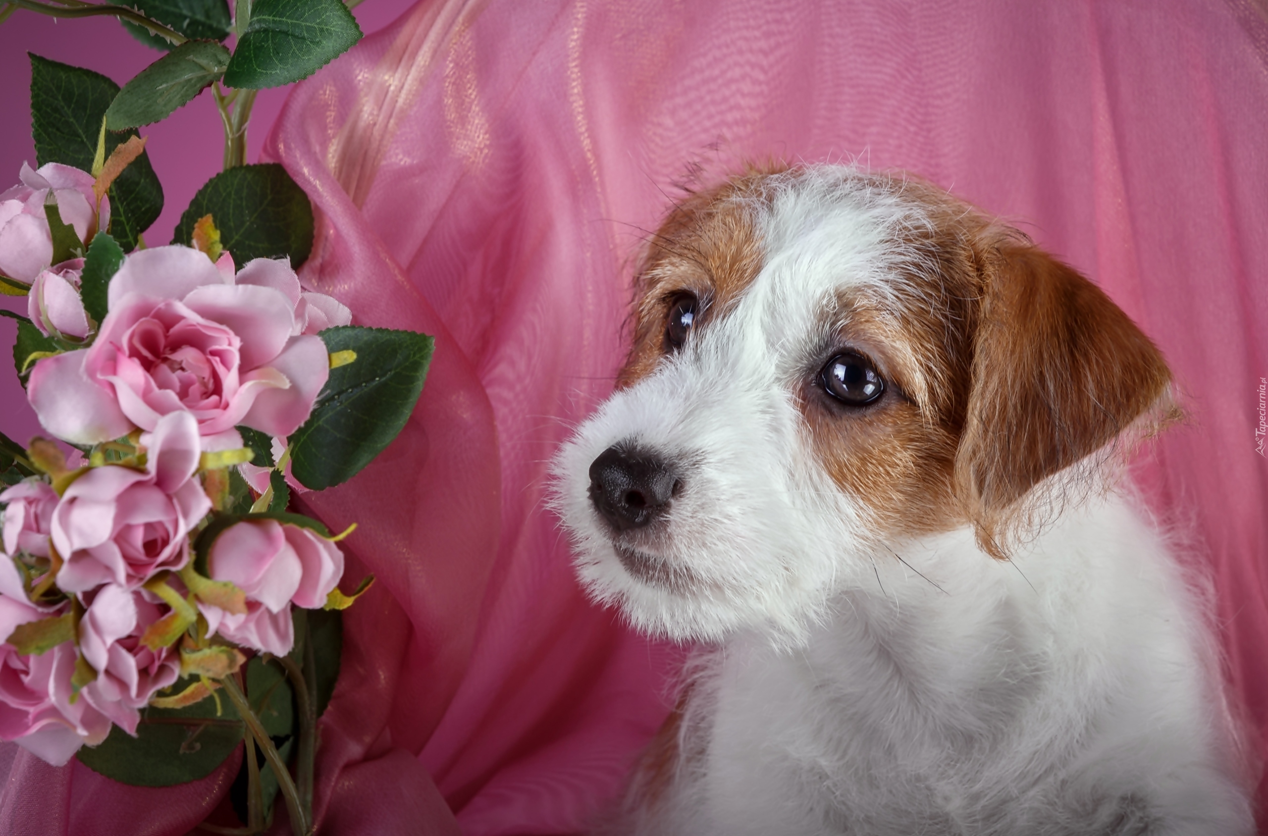 Szczeniak, Jack Russell terrier, Kwiaty