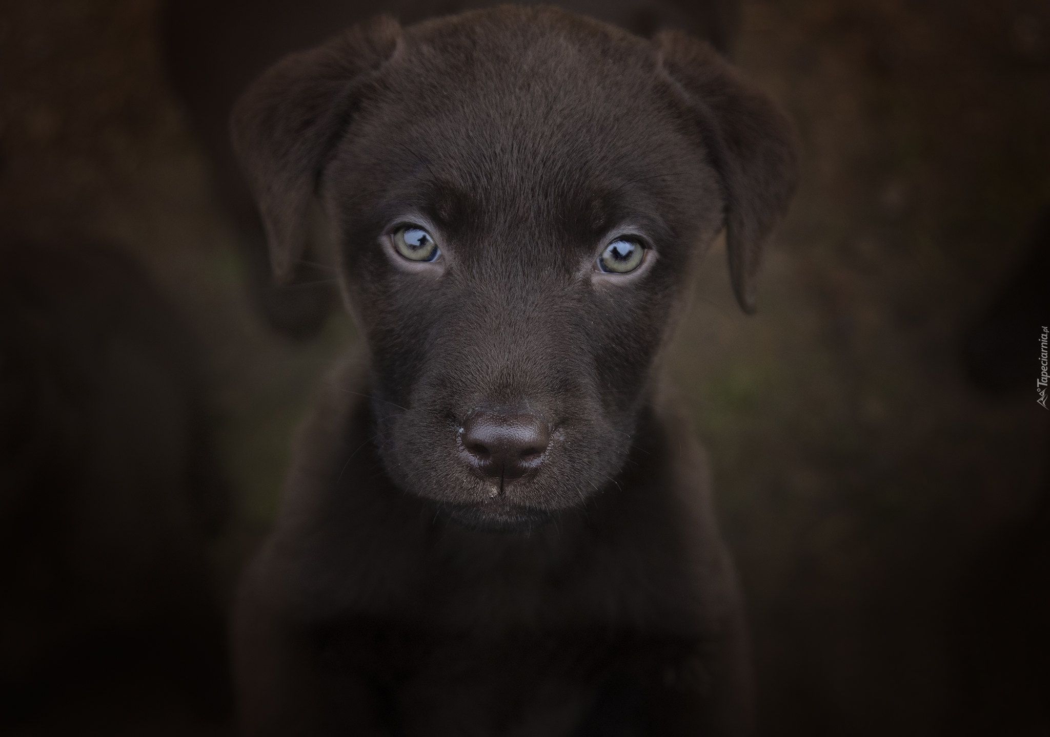 Pies, Szczeniak, Labrador retriever, Zbliżenie, Ciemne tło