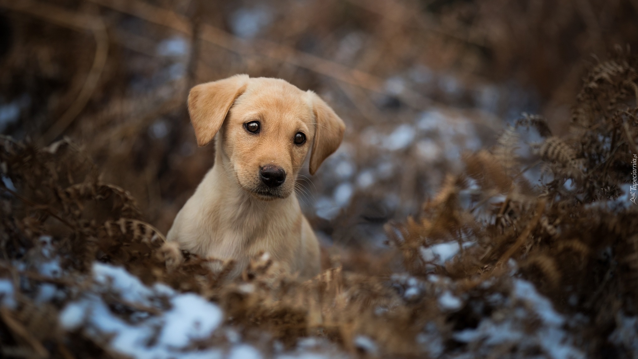 Szczeniak, Labrador retriever, Suche, Liście, Paproć, Śnieg