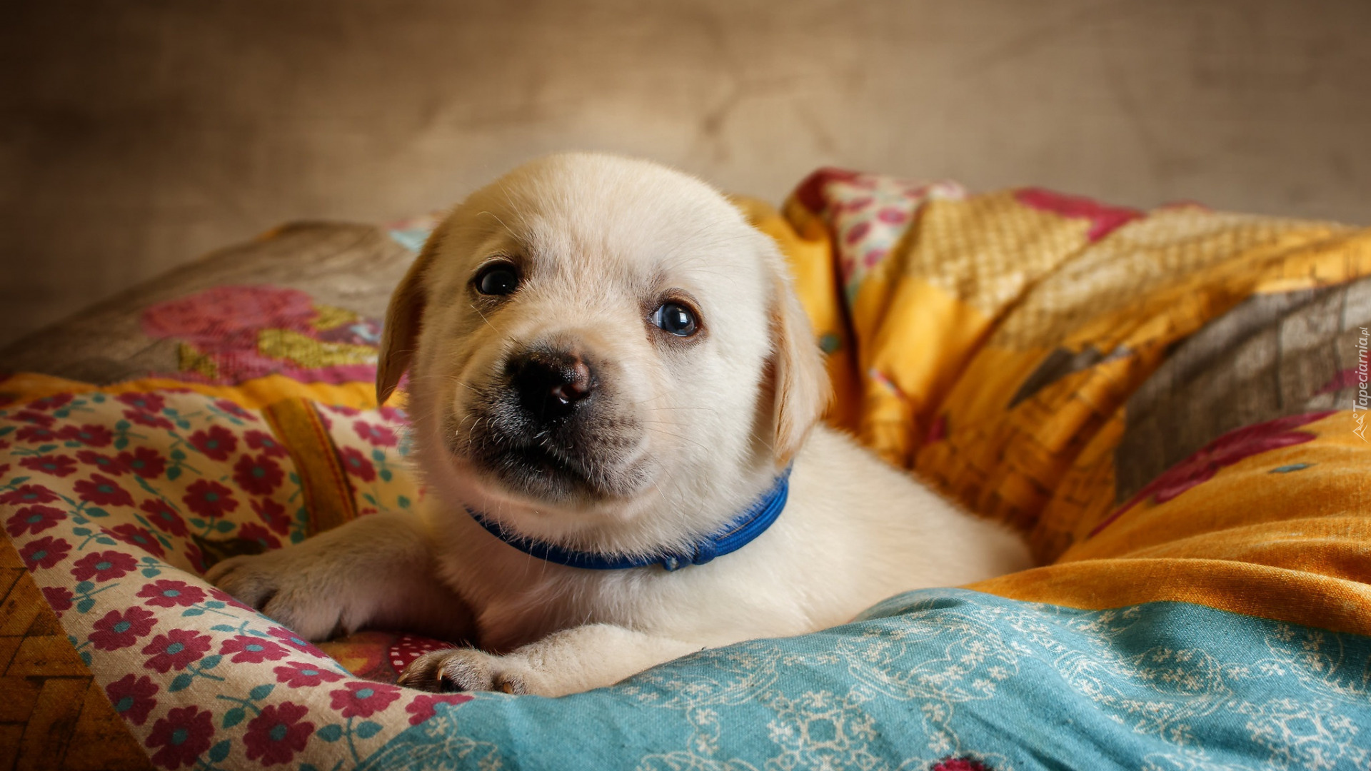 Szczeniak, Labrador retriever, Poduszka