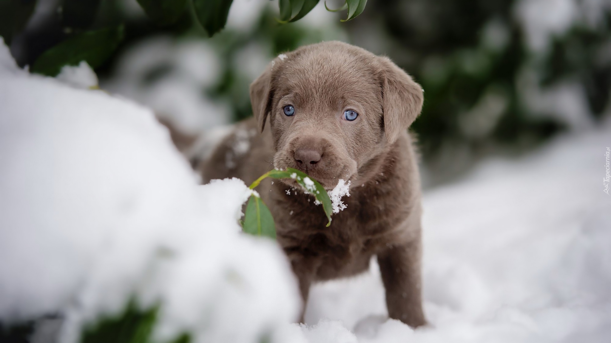 Szczeniak, Labrador retriever, Śnieg, Listki