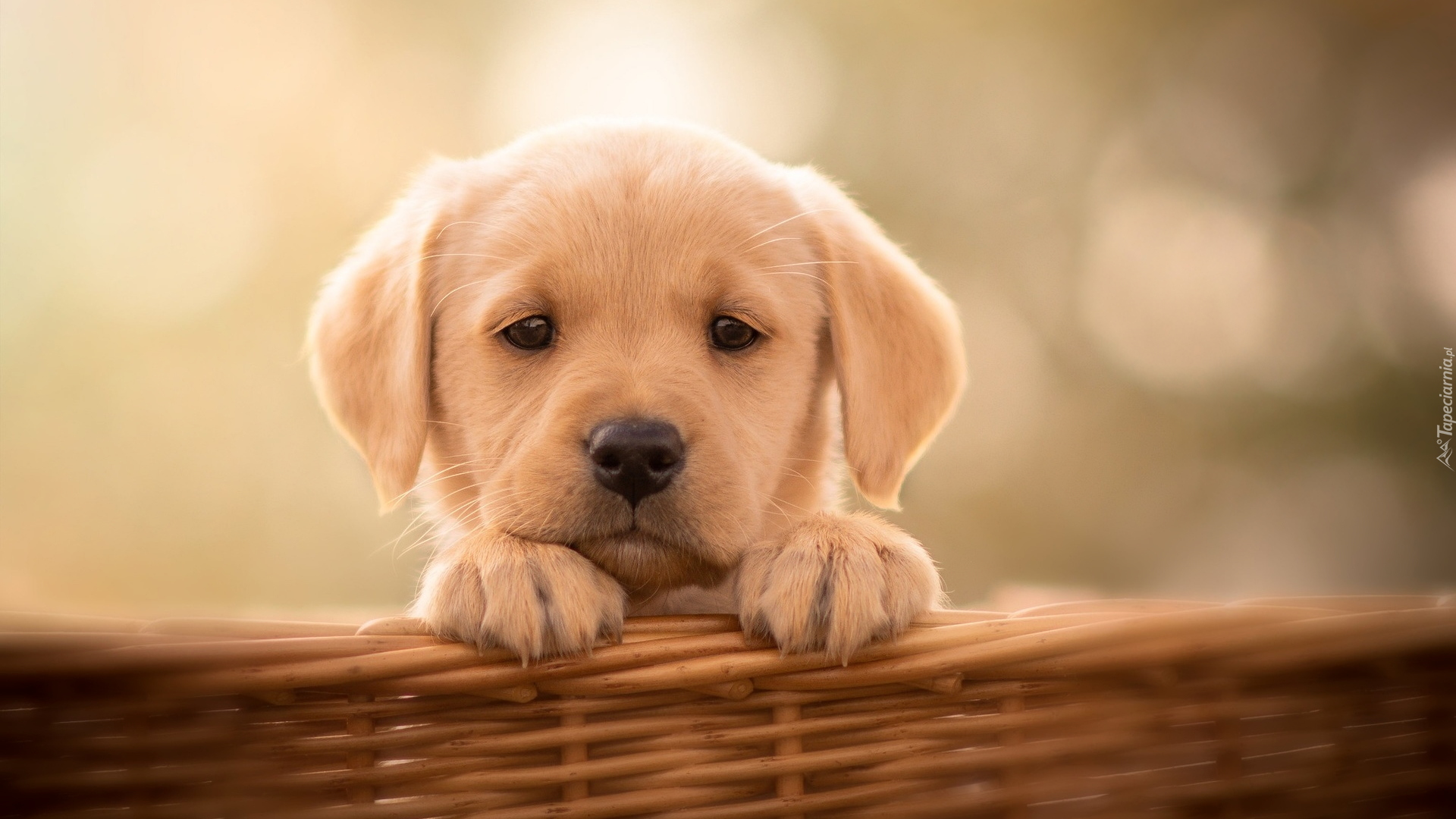 Szczeniak, Labrador retriever, Koszyk