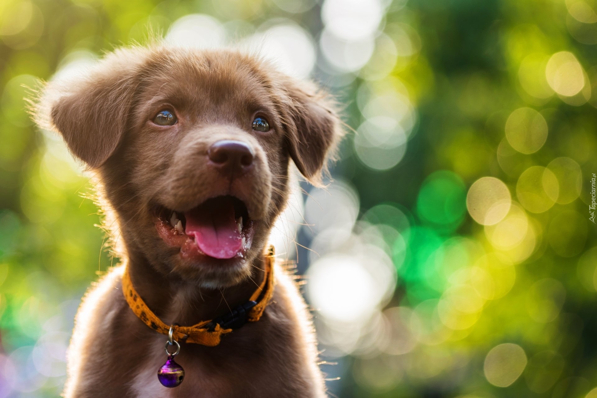 Pies, Labrador retriever, Szczeniak, Obroża, Bokeh