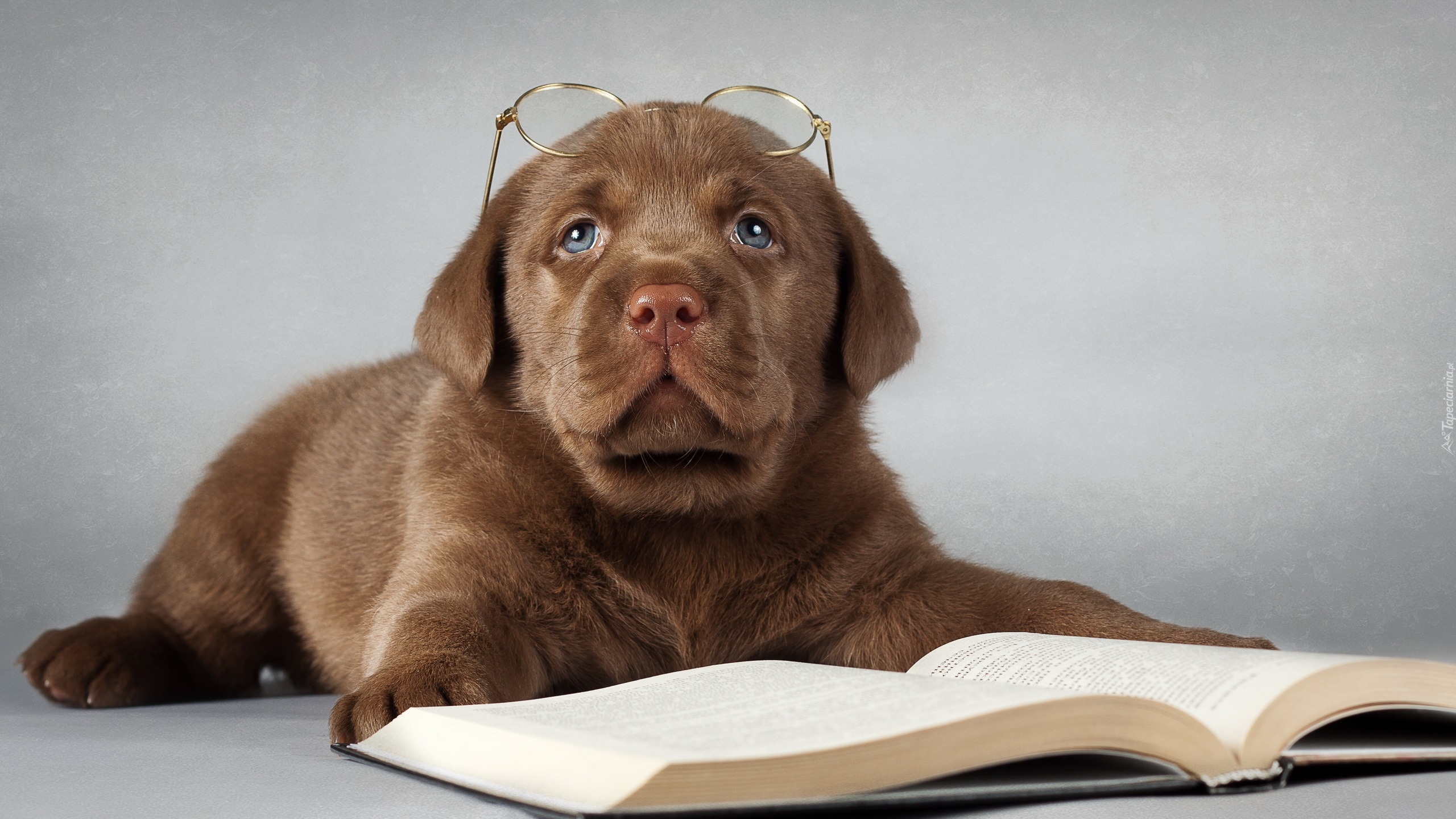 Smutny, Szczeniak, Labrador retriever, Książka, Okulary